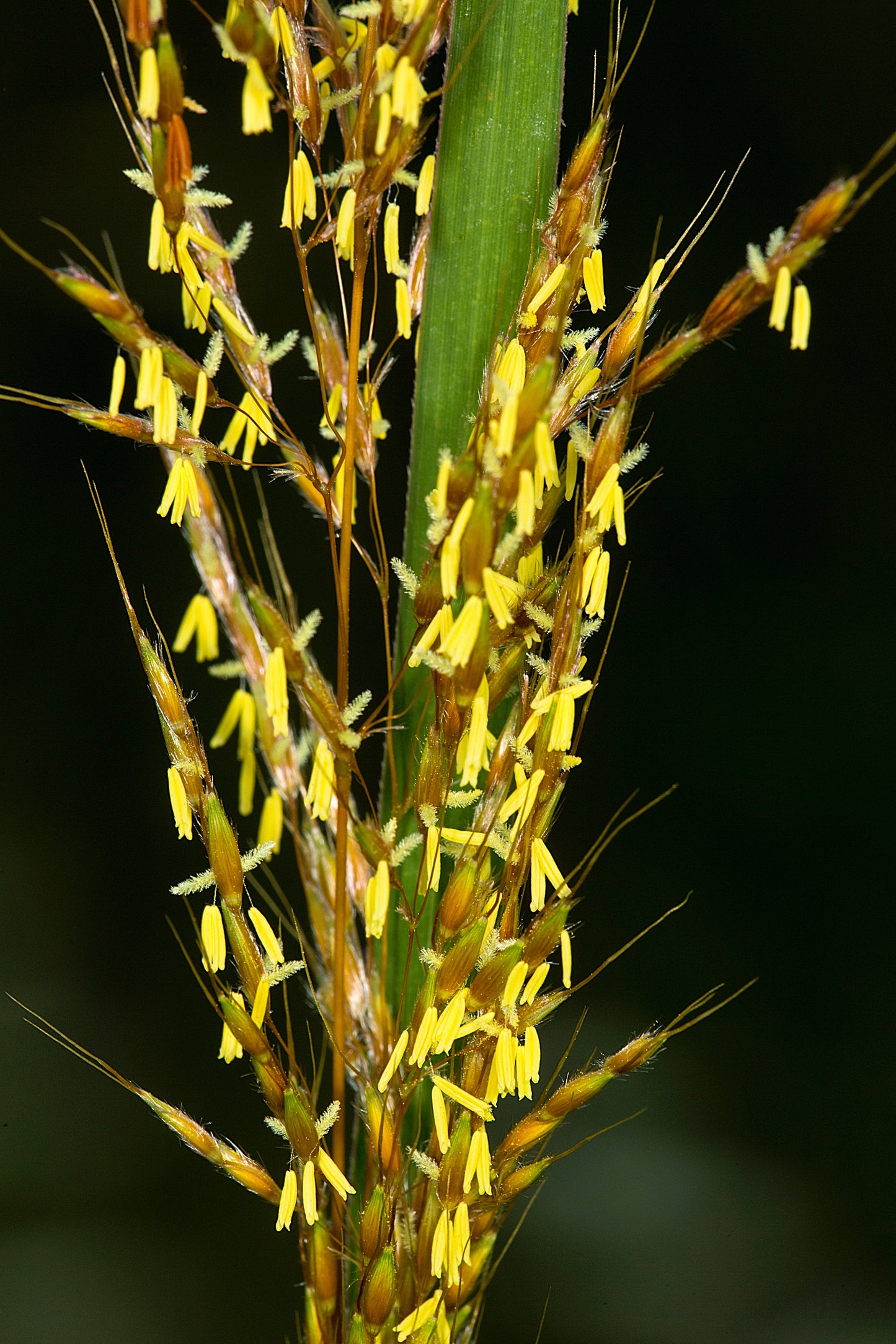 250 Ornamental INDIAN GRASS Sorghastrum Nutans Native Indiangrass Seeds