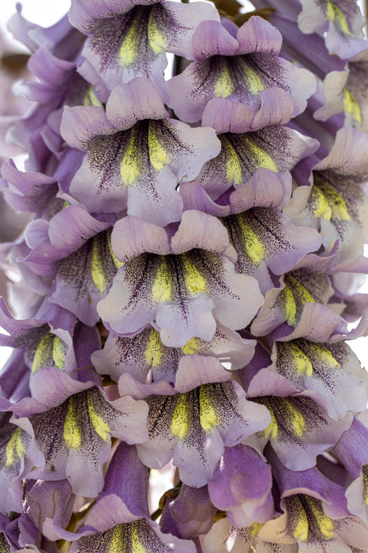 400 Royal PAULOWNIA EMPRESS TREE Tomentosa Flower Seeds