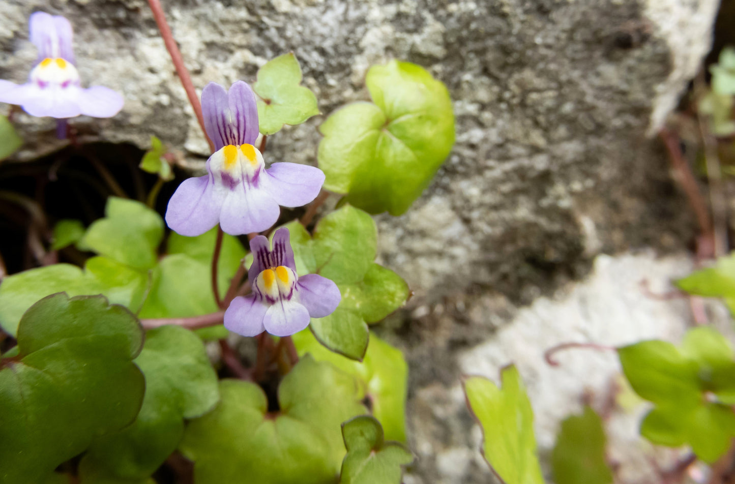 100 KENILWORTH IVY (Ivy-Leaved Toadflax) Cymbalaria Muralis Vine Flower Seeds