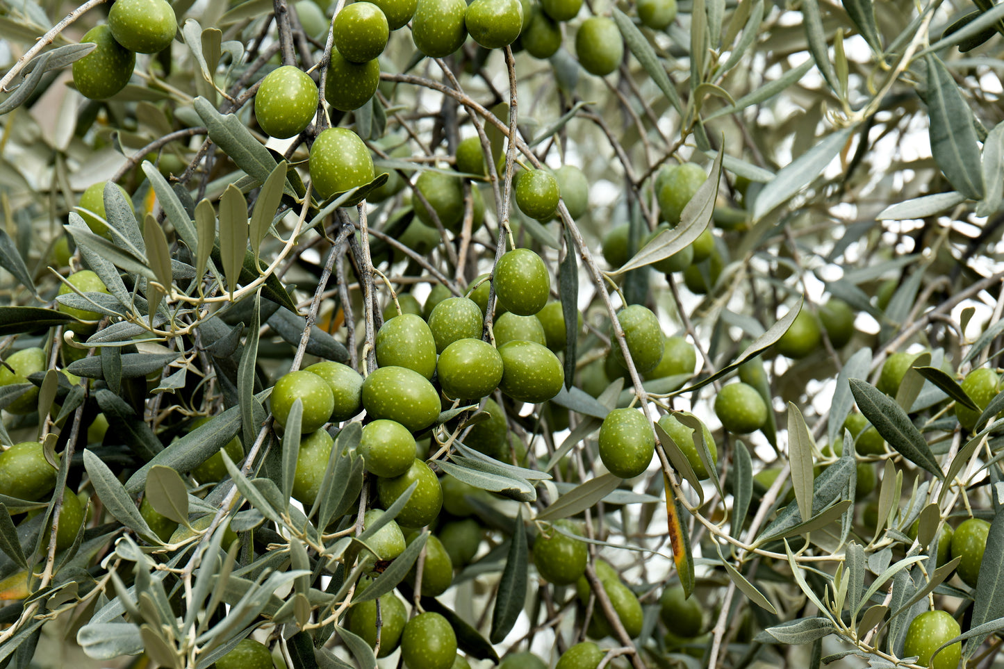 10 CANINO OLIVE TREE Olea Europaea Canino Edible European Common Green Black Fruit Seed