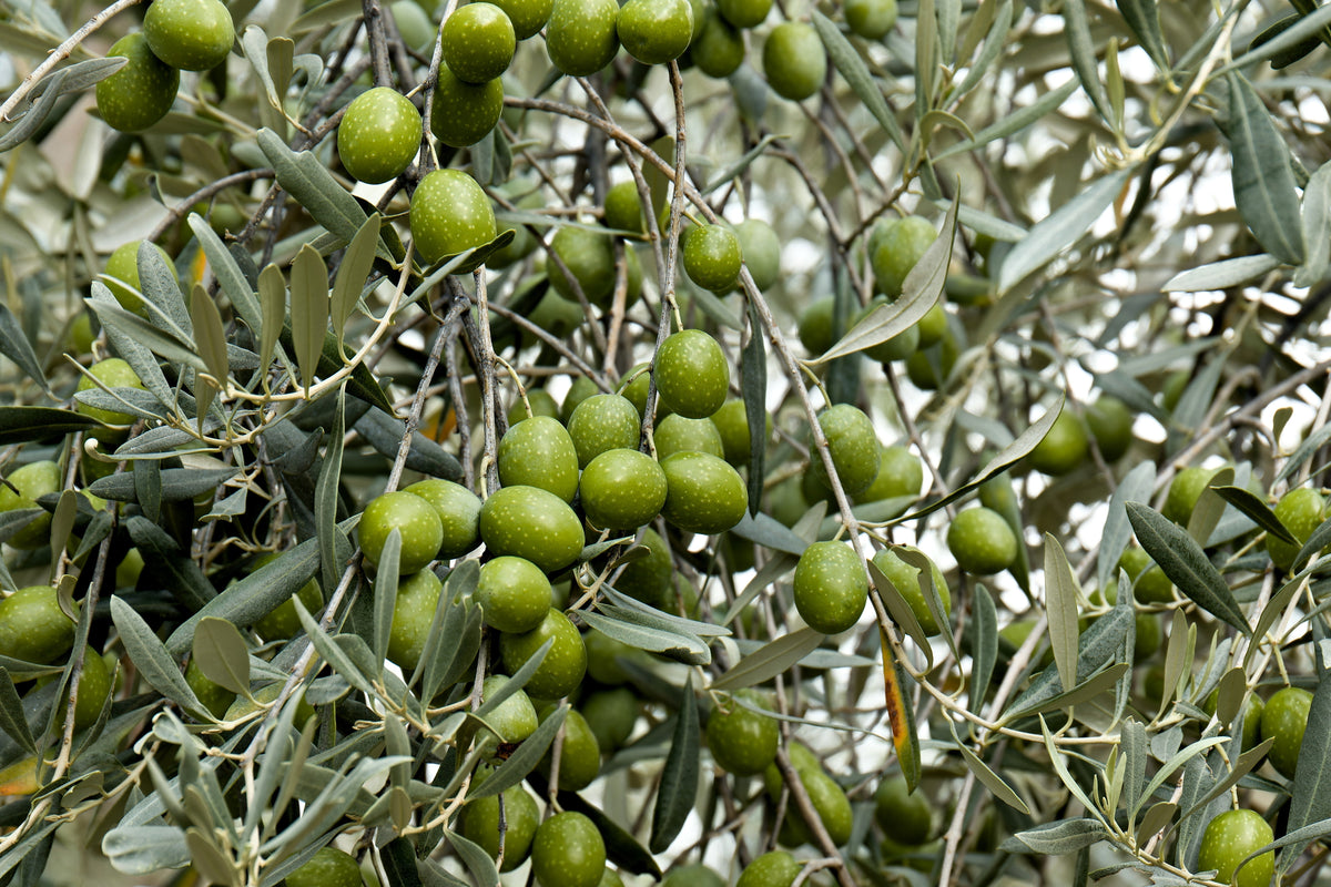 10 CANINO OLIVE TREE Olea Europaea Canino Edible European Common Green ...