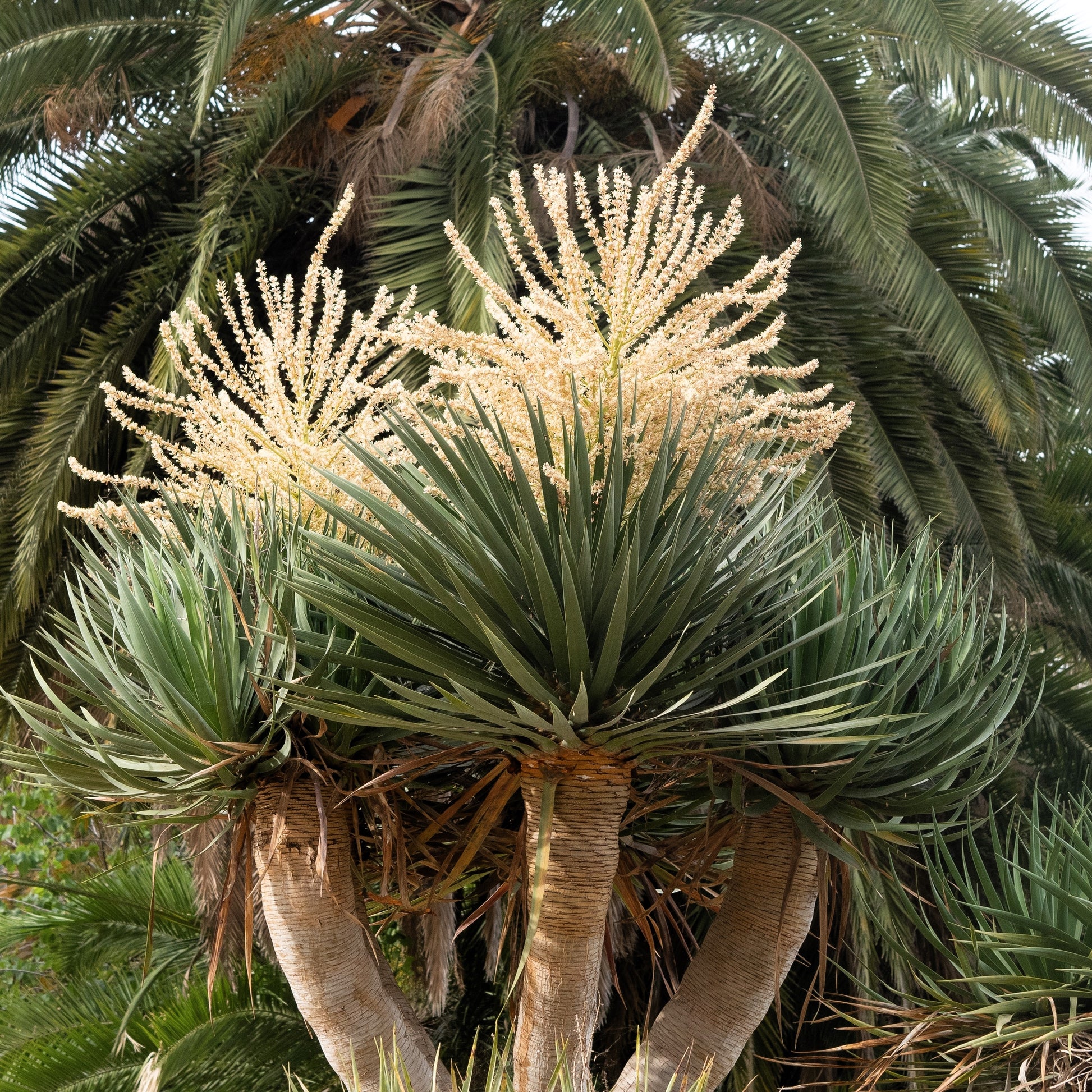 dracaena draco common name 10 DRAGON TREE Dracaena Draco Canary Island Drago Blood Asparagus Yucca Evergreen Succulent Houseplant Orange Berry White Flower Seeds