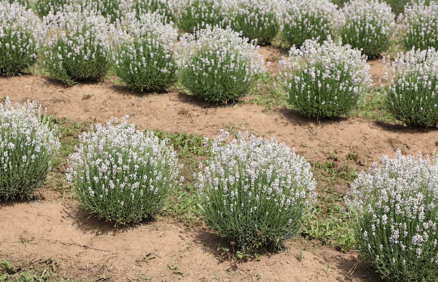 20 WHITE LAVENDER English Lavandula Angustifolia Herb Flower Seeds