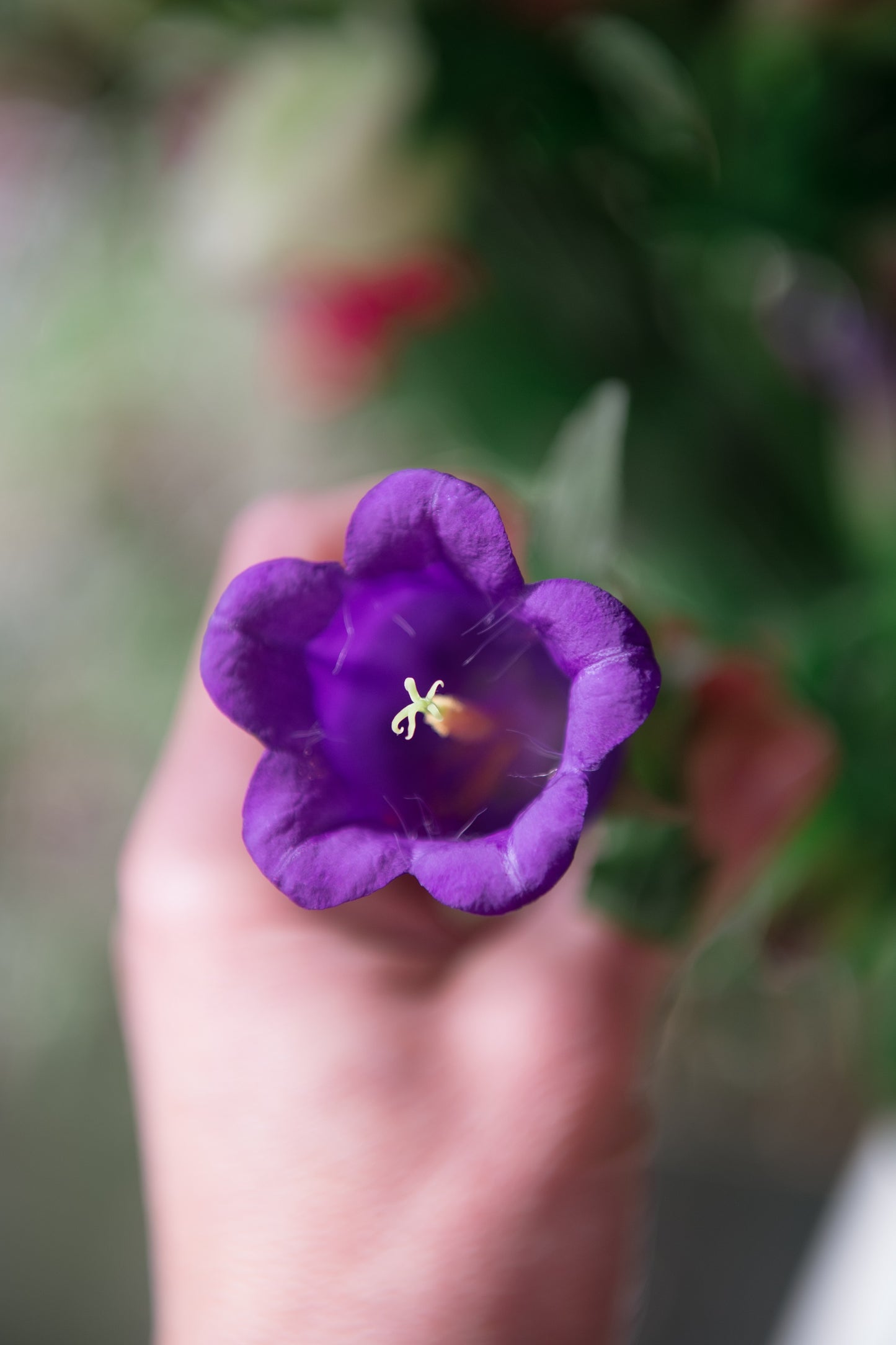 150 Mixed Colors CUP & SAUCER (Canterbury Bells) Campanula Medium Flower Seeds