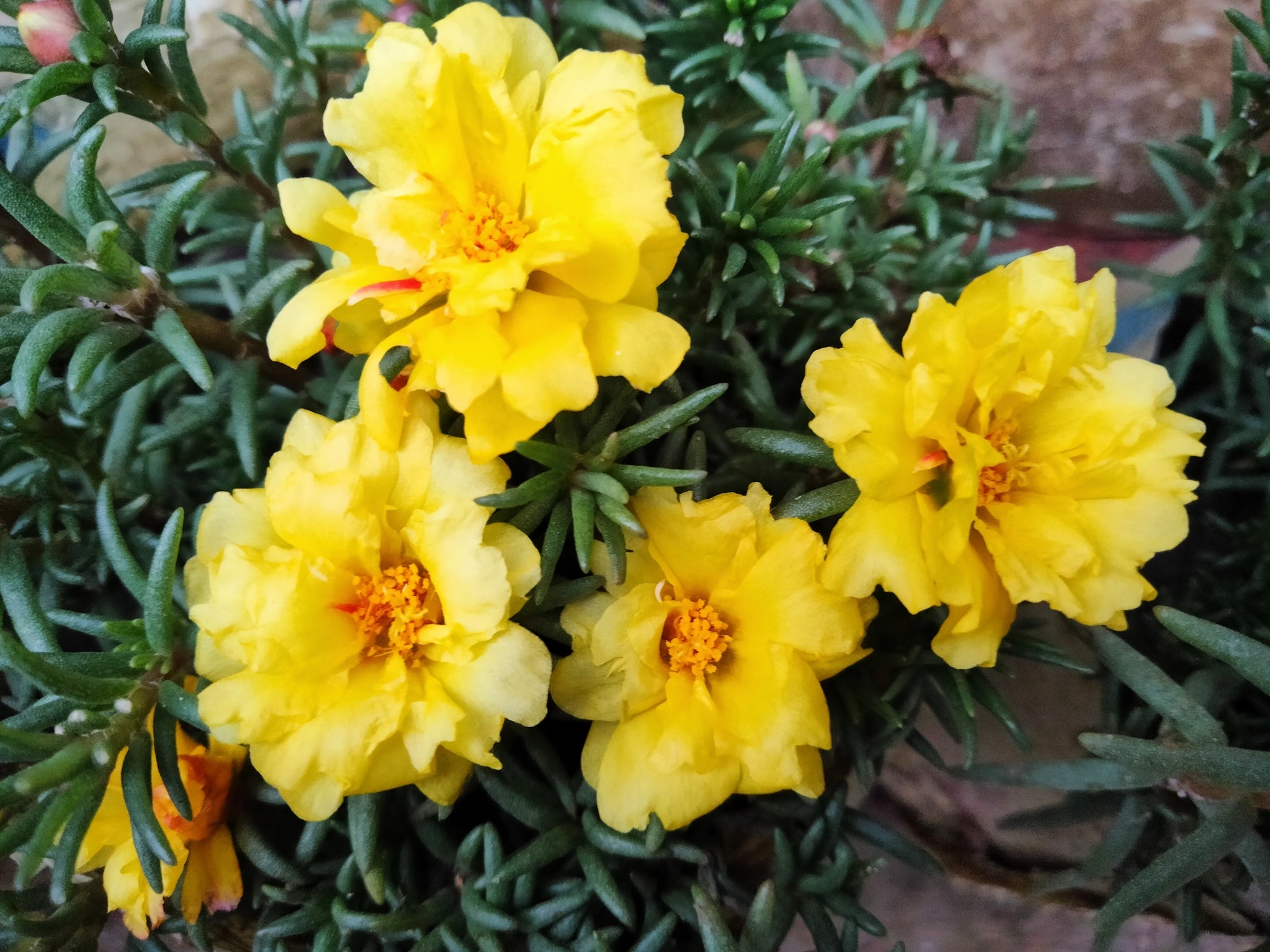 succulent flowers yellow 100 Yellow PORTULACA MOSS ROSE Portulaca Grandiflora Succulent Flower – Seedville USA