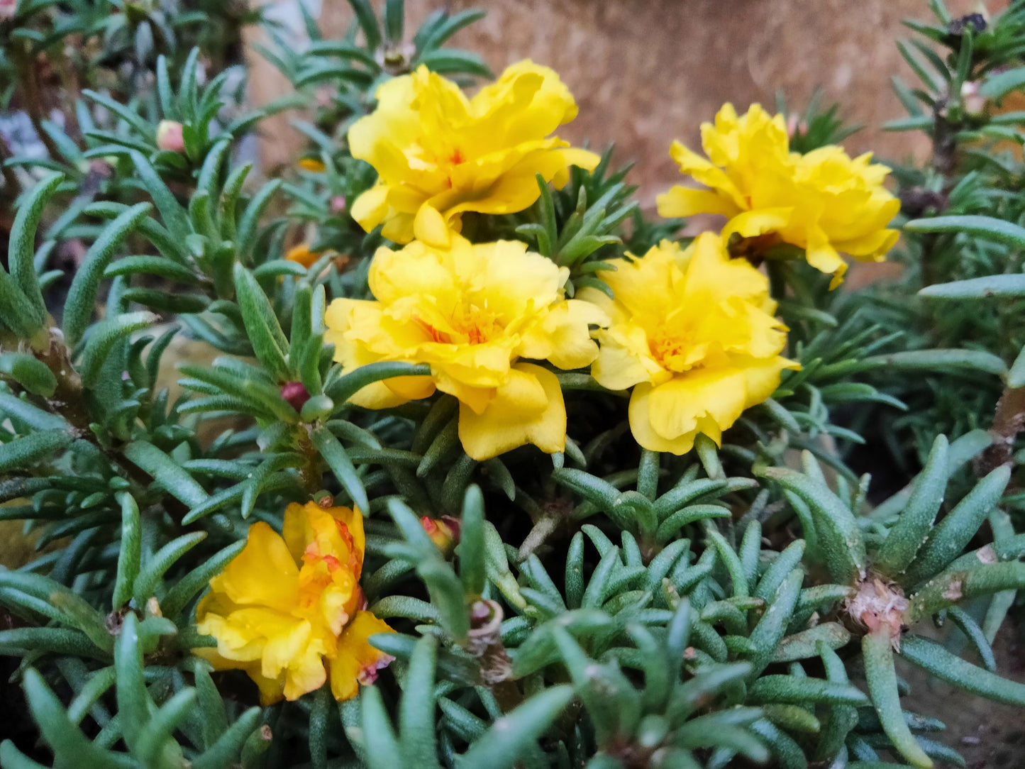 100 Yellow PORTULACA MOSS ROSE Portulaca Grandiflora Succulent Flower Seeds