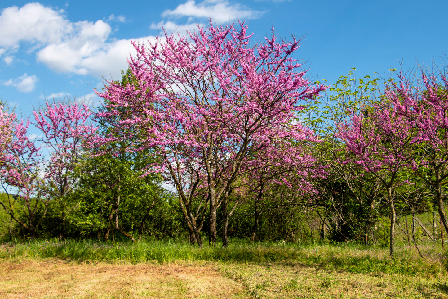 40 GIANT REDBUD TREE Cercis Gigantea Pink Purple Flower Seeds