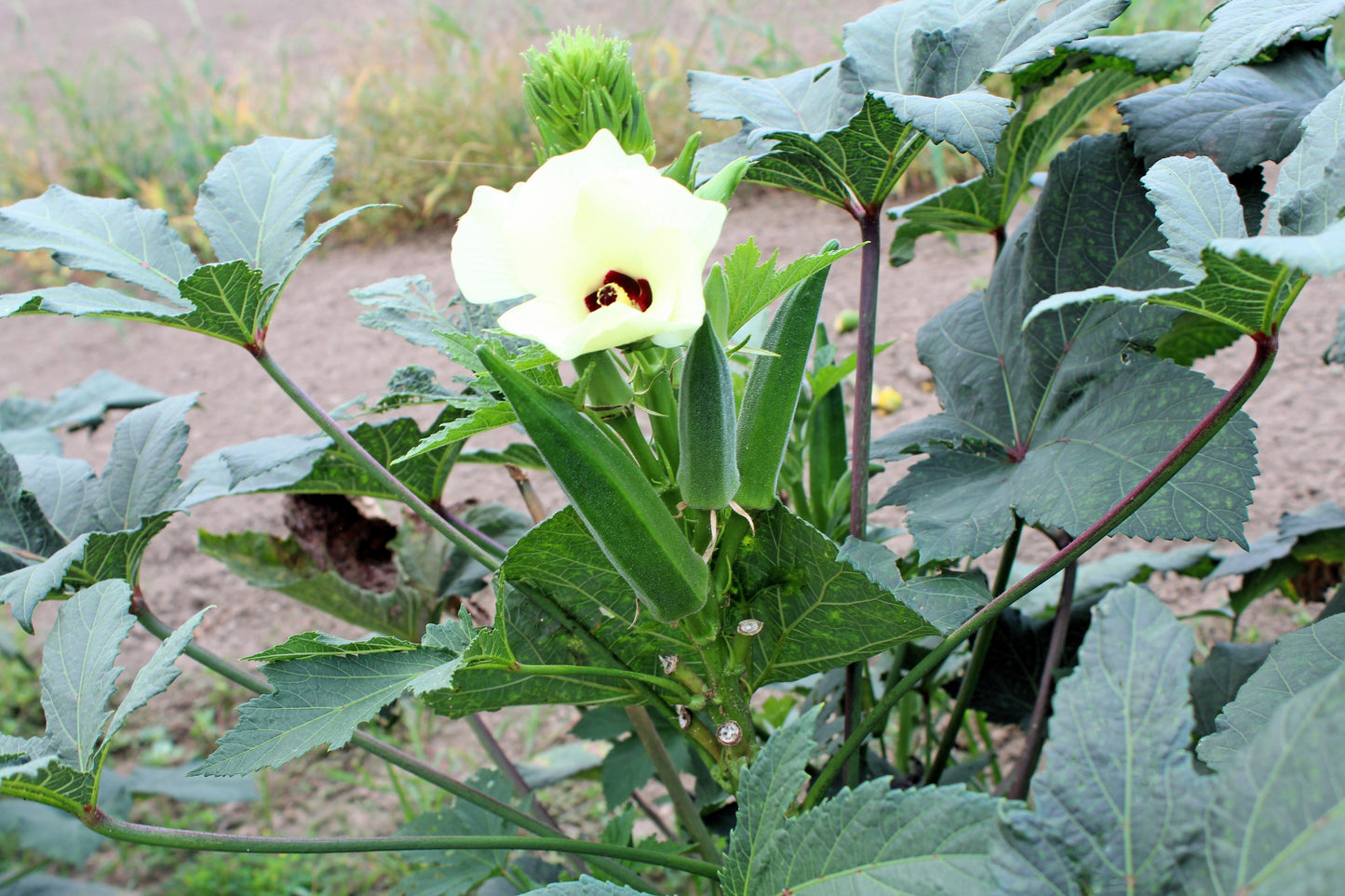 150 EMERALD GREEN Velvet OKRA Spineless Abelmoschus Esculentus Vegetable Seeds