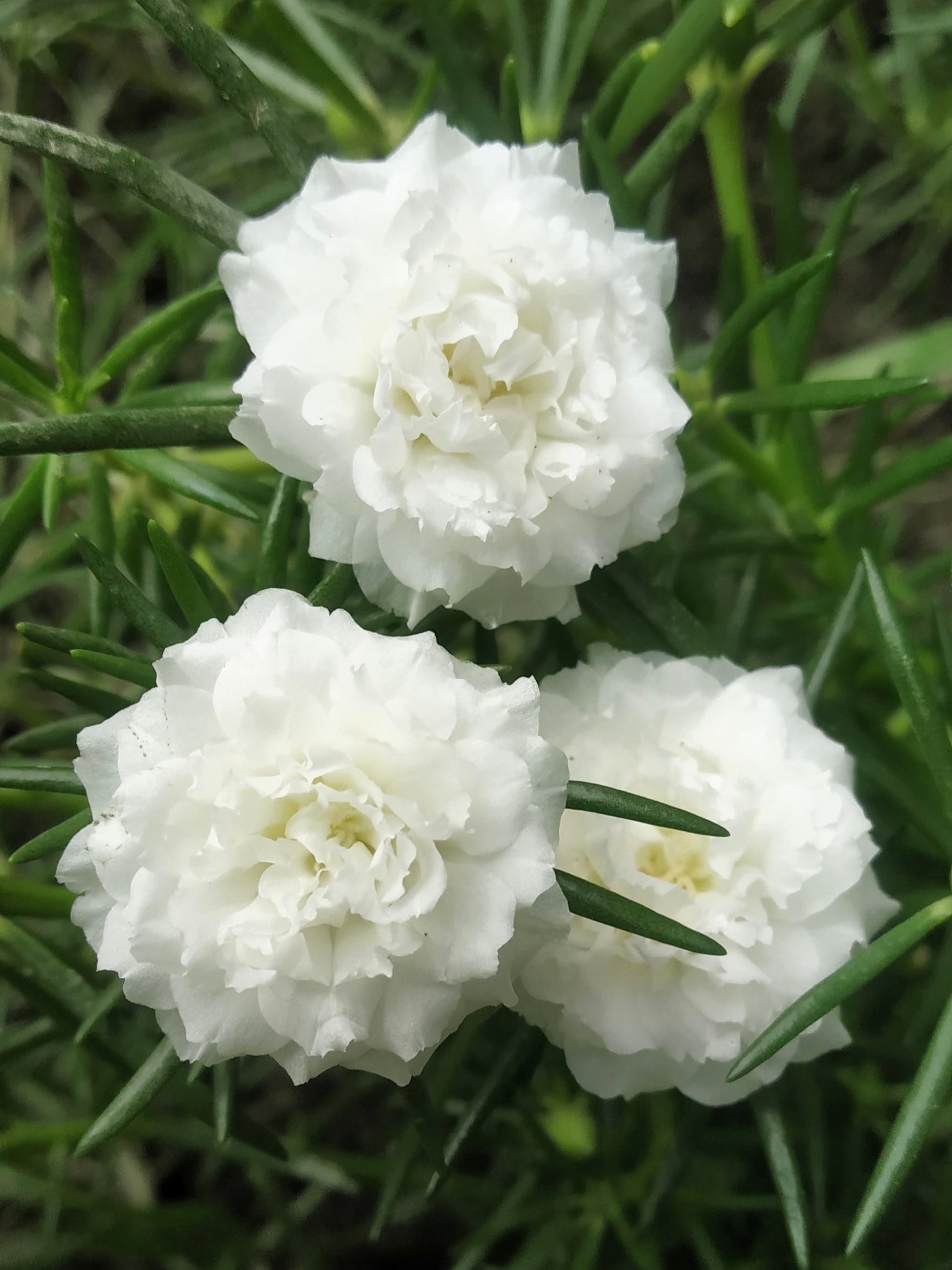 table rose plant seeds 100 White PORTULACA Grandiflora / MOSS ROSE Succulent Flower Seeds