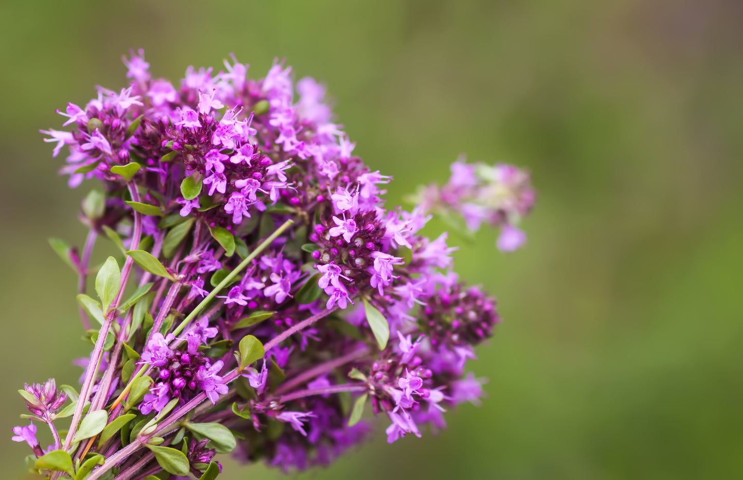 100 Walk On Me CREEPING THYME Thymus Serpyllum Herb Flower Seeds