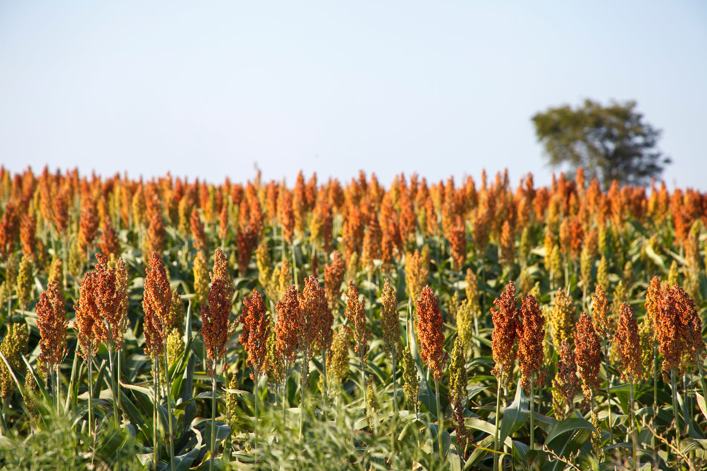 100 DALE SORGHUM Bicolor Syrup Flour Grain Vegetable Seeds