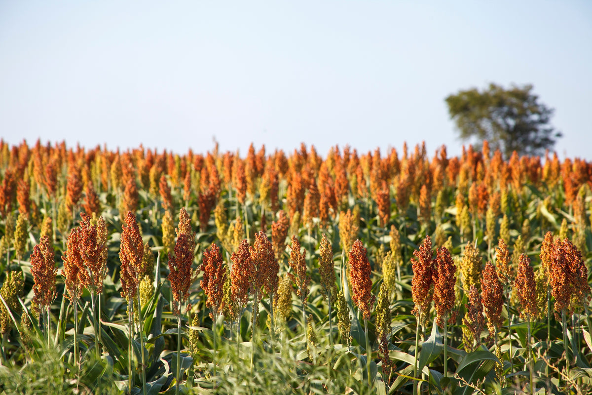 100 DALE SORGHUM Bicolor Syrup Flour Grain Vegetable Seeds