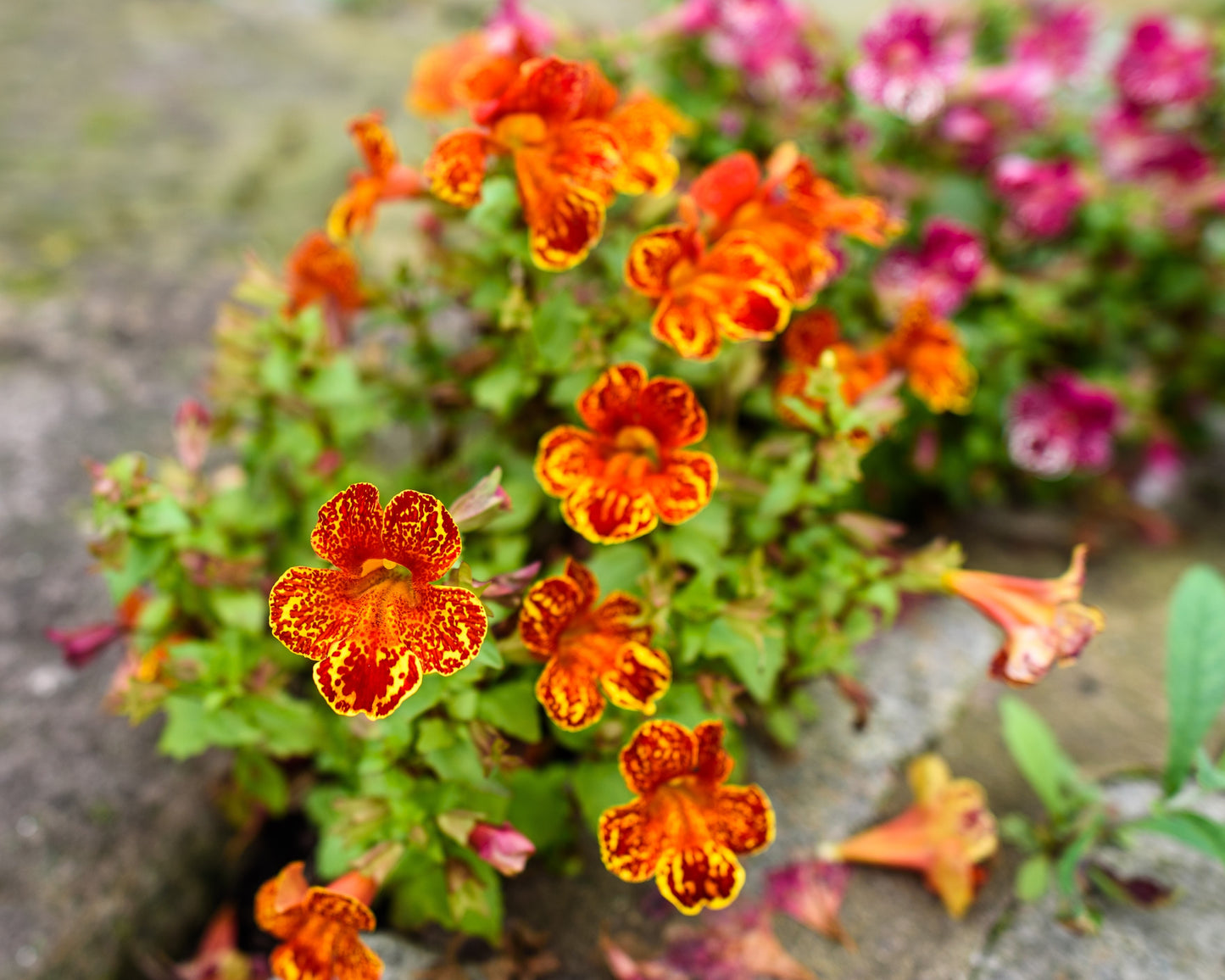 250 TIGER MONKEY Mixed Colors Mimulus Tigrinus Flower Seeds