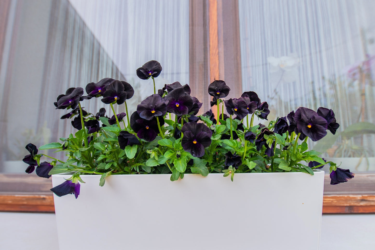 50 BLACK PANSY Clear Crystals Viola Wittrockiana Flower Seeds