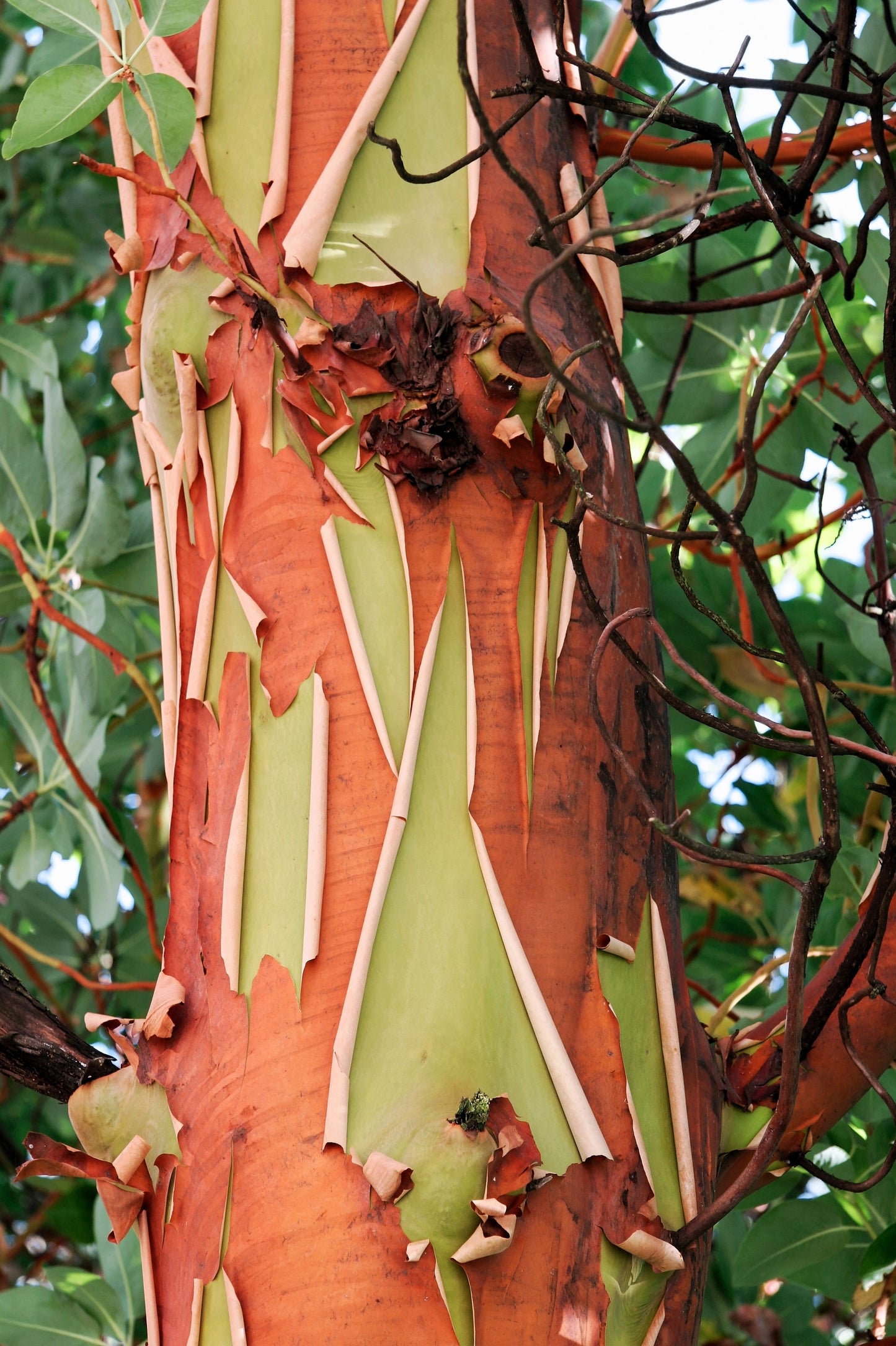 10 PACIFIC MADRONE TREE Bearberry Red Arbutus Menziesii Oregon Laurel Seeds