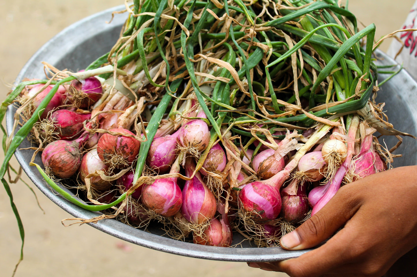 100 SCARLET BANDIT Bunching ONION Red Allium Cepa Vegetable Seeds