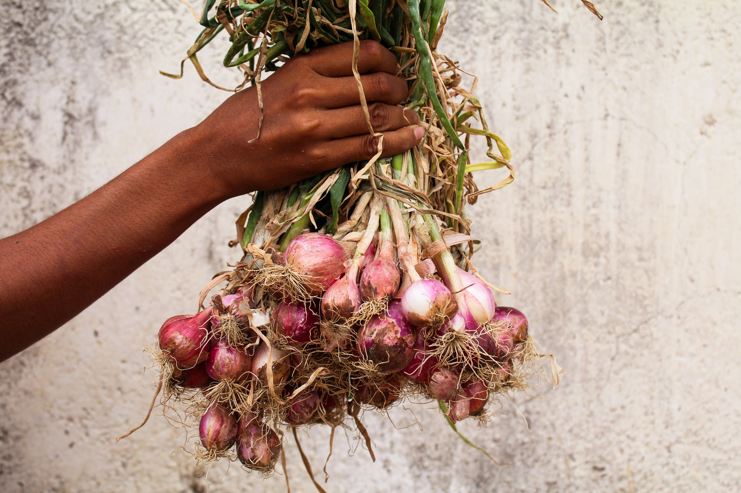 100 SCARLET BANDIT Bunching ONION Red Allium Cepa Vegetable Seeds