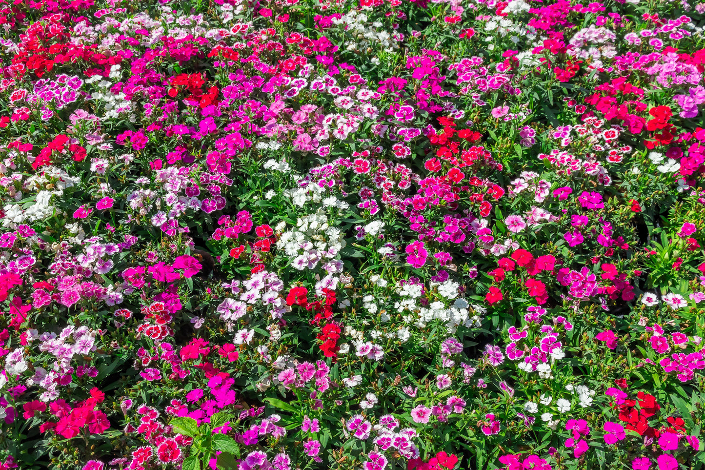 500 MIXED CHINESE PINKS China Rainbow Pink Dianthus Chinensis Bicolor Flower Seeds