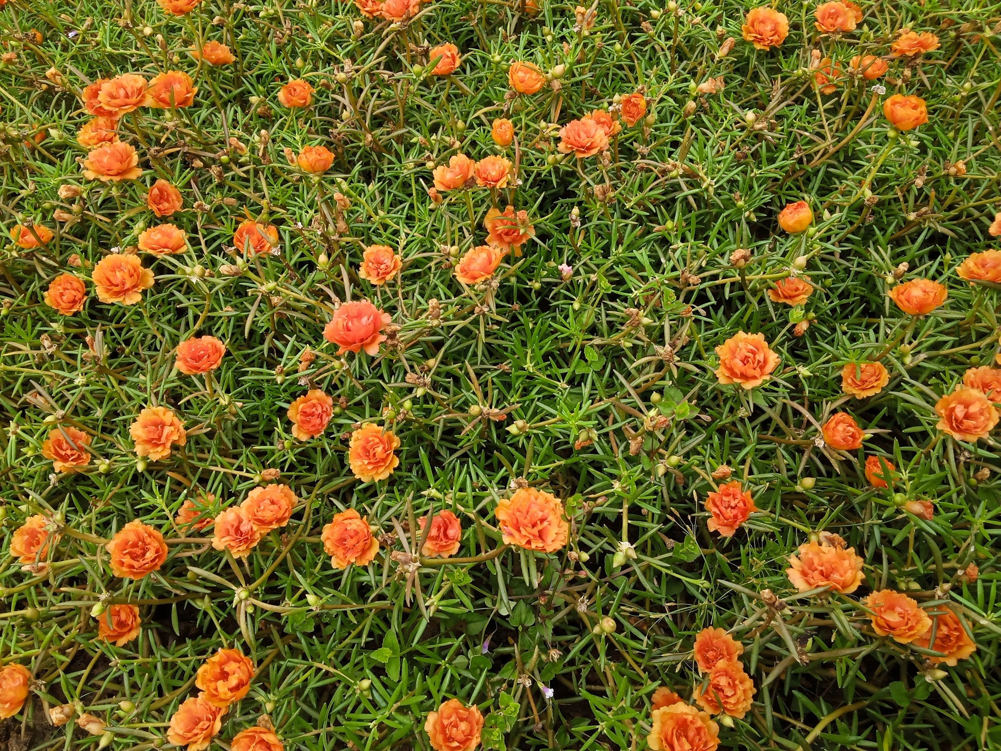 succulent flowers orange 100 Orange PORTULACA MOSS ROSE Portulaca Grandiflora Succulent Flower Seeds