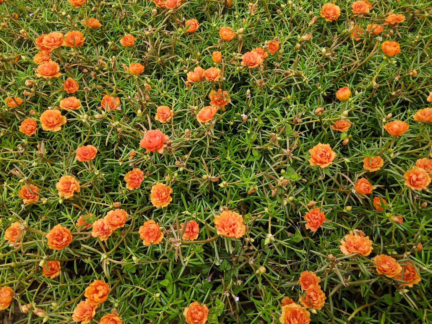 100 Orange PORTULACA MOSS ROSE Portulaca Grandiflora Succulent Flower Seeds