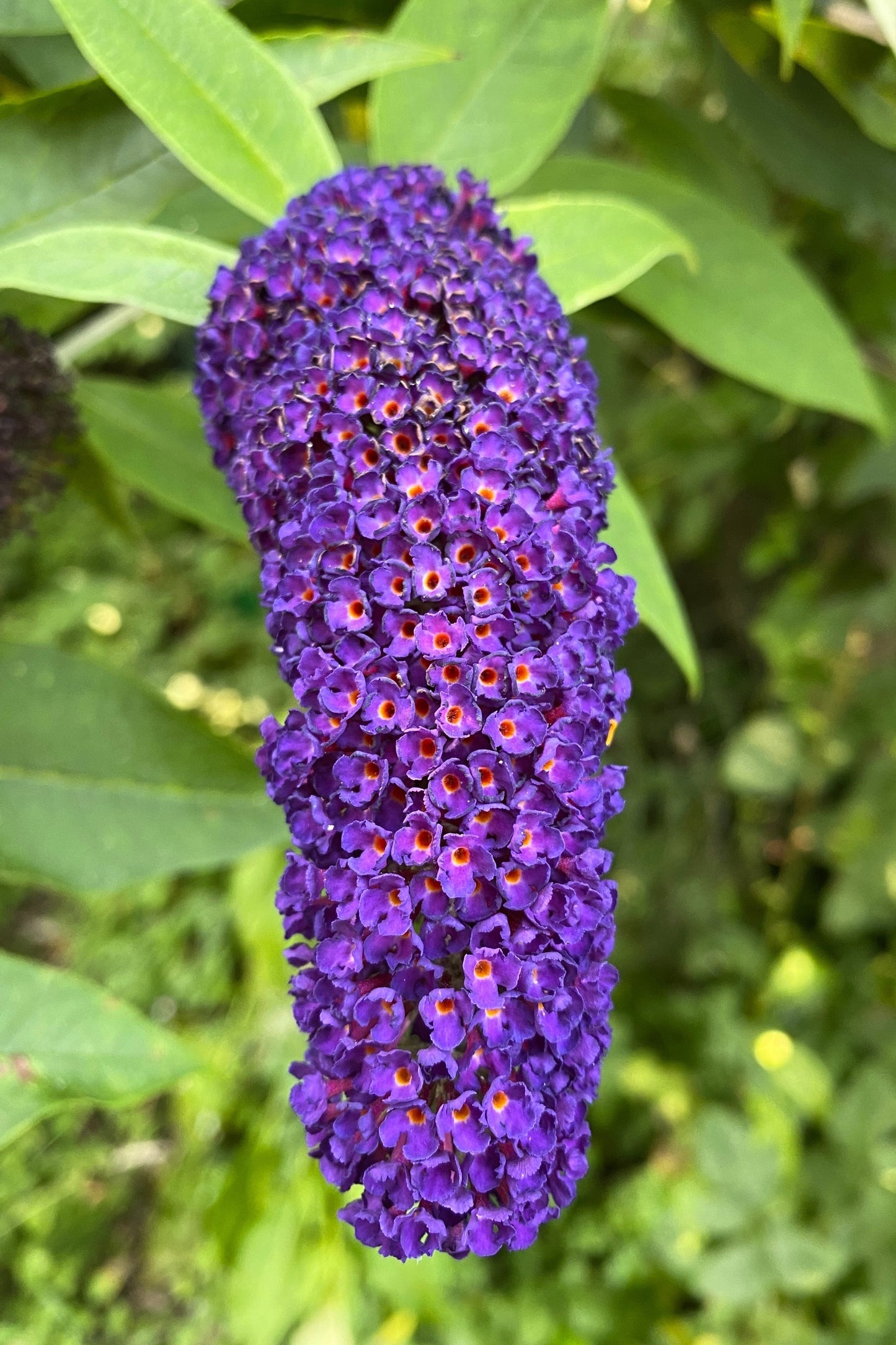 50 Dark PURPLE BUTTERFLY BUSH Buddleia Davidii Hummingbird Shrub Fragrant Flower Seeds