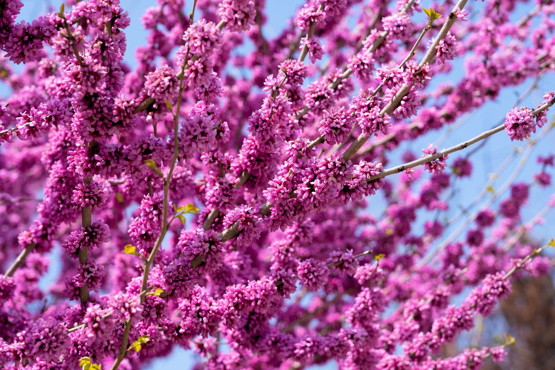 eva seeds pink plant 40 GIANT REDBUD TREE Cercis Gigantea Pink Purple Flower Seeds – Seedville USA
