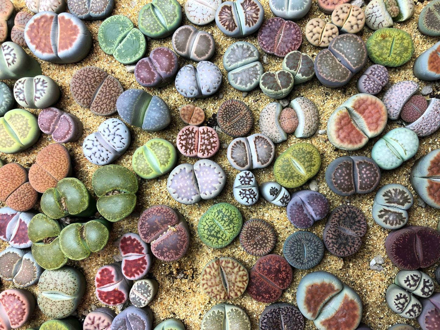 10 LIVING STONE / LITHOPS Mixed Colors Pebble Houseplant Flower Seeds