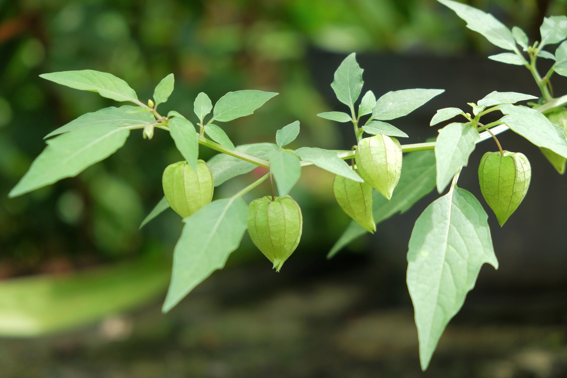 pineapple ground cherry tomato plant 50 PINEAPPLE TOMATILLO Yellow Ground Cherry Physalis Ixocarpa Fruit Vi – Seedville USA