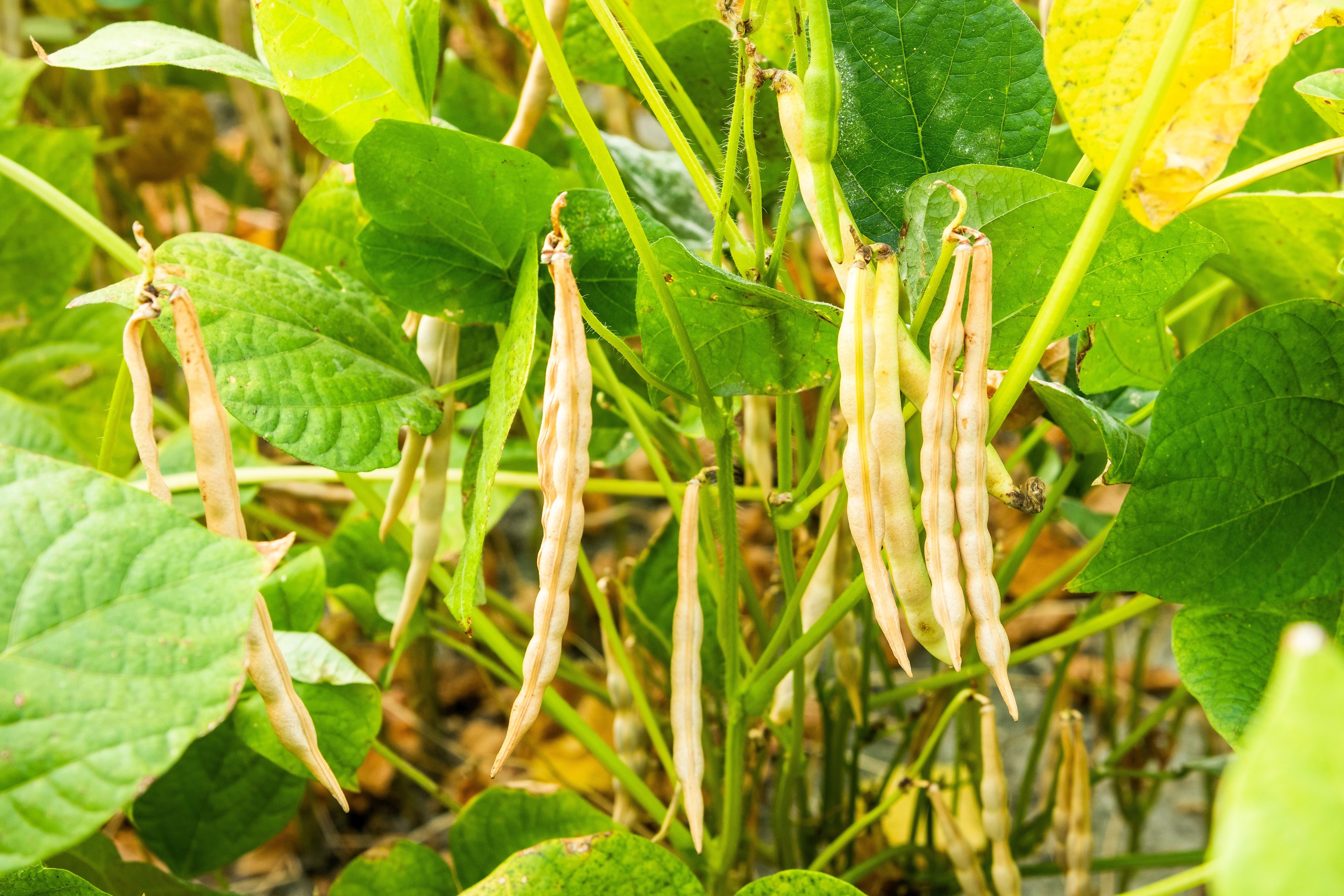 50 ADZUKI BEAN Aduki Red Bean Maroon Phaseolus Angularis Legume