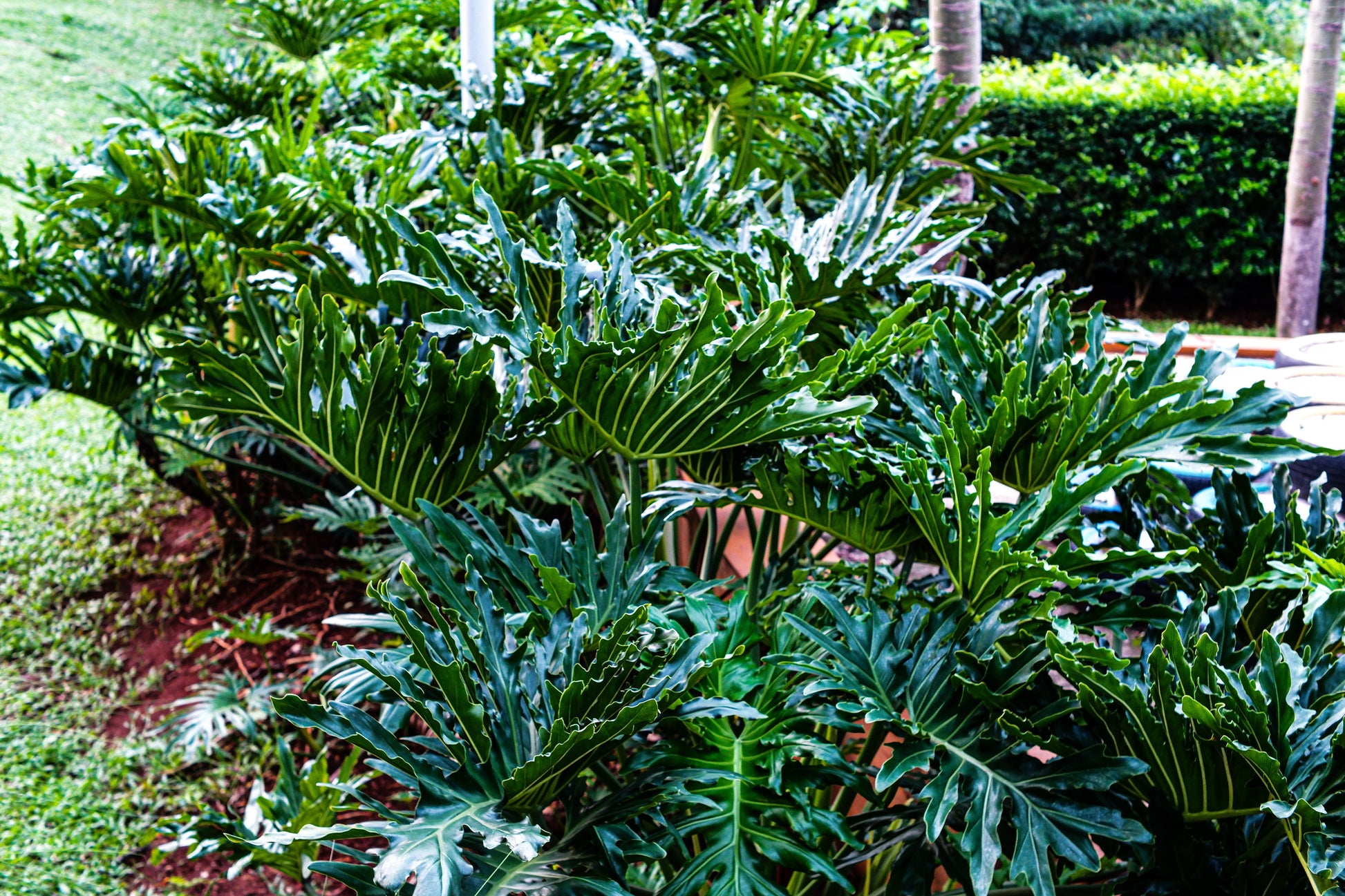 cut-leaf philodendron philodendron selloum 6-8 ft 15 Lacy TREE PHILODENDRON Split Leaf Cut-leaf Selloum House Plant Seeds