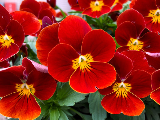 50 RED & YELLOW PANSY Violet Viola Wittrockiana Flower Seeds