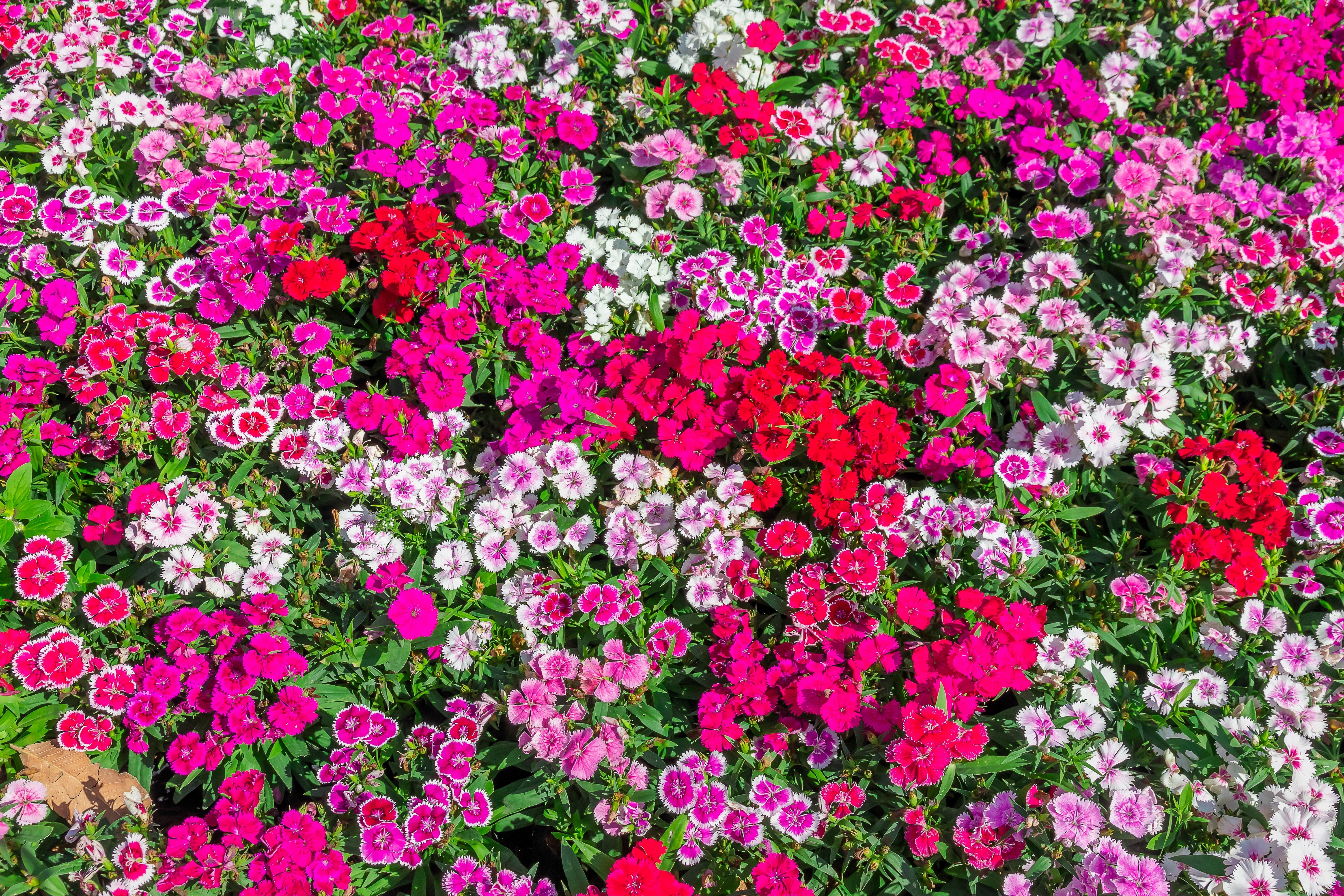 500 MIXED CHINESE PINKS China Rainbow Pink Dianthus Chinensis Bicolor ...