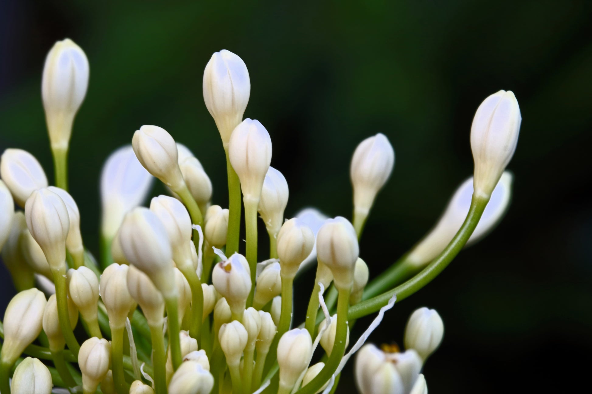 white lily seeds 25 WHITE LILY of the NILE Agapanthus Orientalis African Lily Flower Se – Seedville USA
