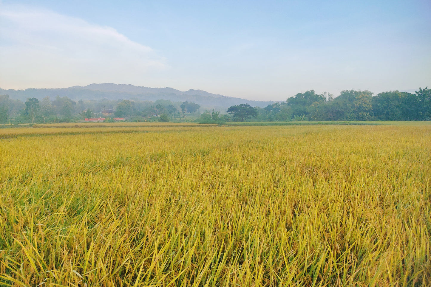 100 Long Grain BROWN WHITE RICE Oryza Sativa Vegetable Seeds