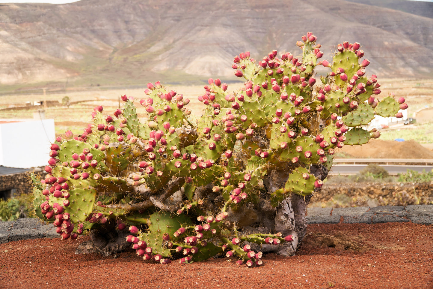 10 Yellow PRICKLY PEAR CACTUS Nopal Opuntia Ficus-Indica Flower Purple Fruit Seeds