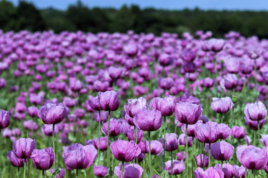 1000 LAVENDER POPPY Purple Papaver Somniferum Flower Seeds