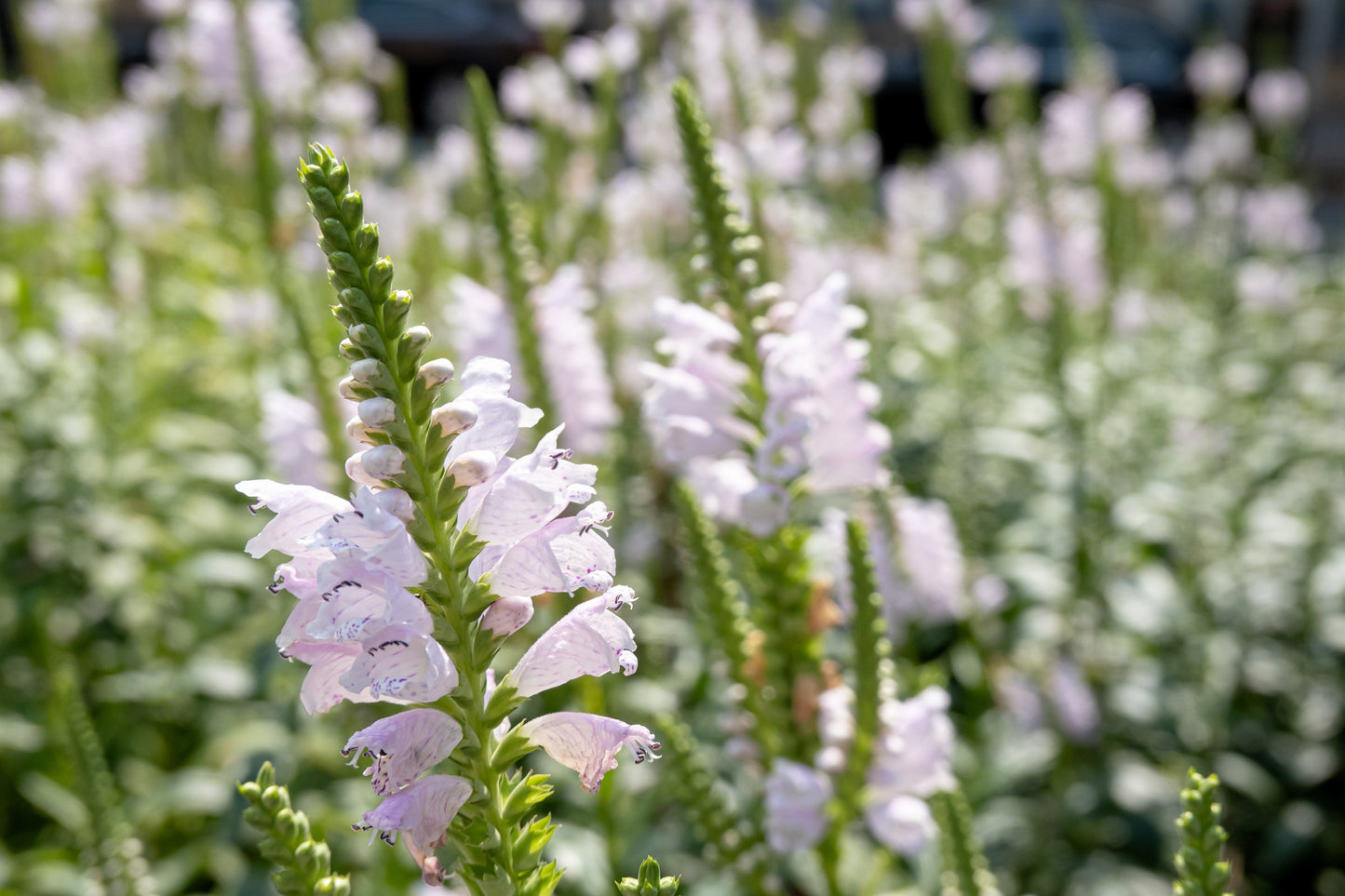 50 WHITE Showy OBEDIENT PLANT (False Dragon Head) Physostegia Virginiana Flower Seeds