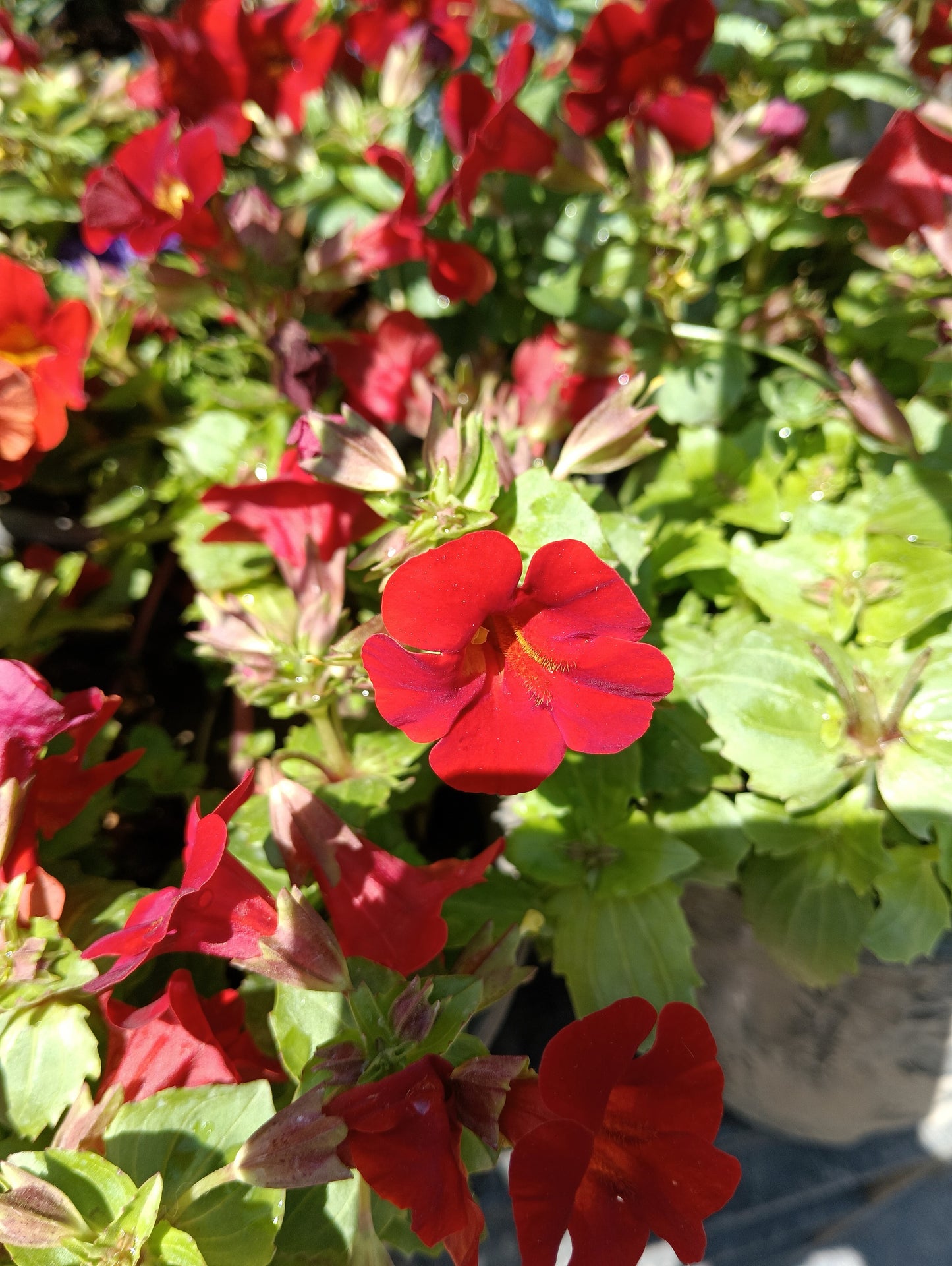 100 Twinkle RED MONKEY FLOWER Mimulus Seeds