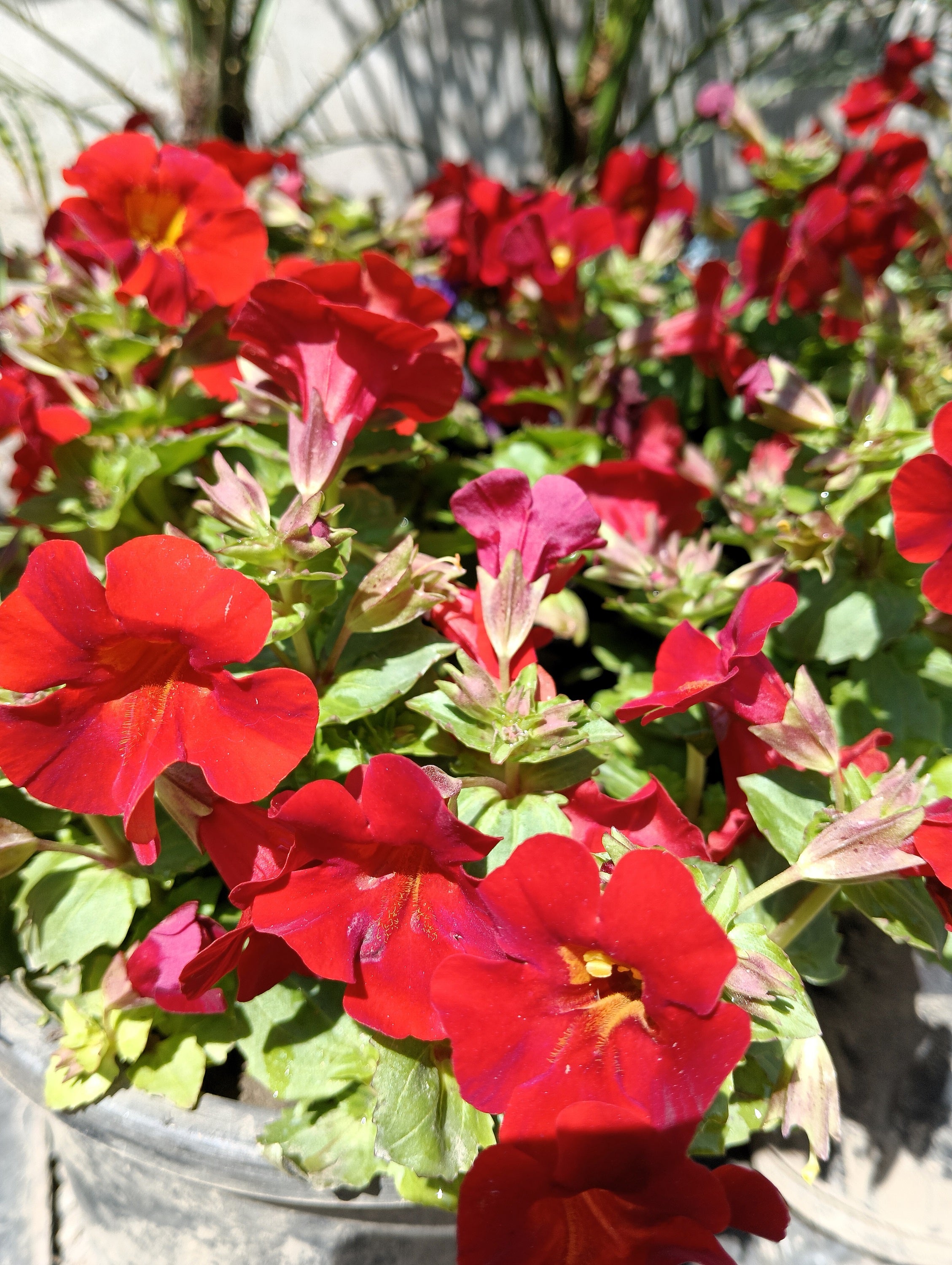 100 Twinkle RED MONKEY FLOWER Mimulus Seeds – Seedville USA