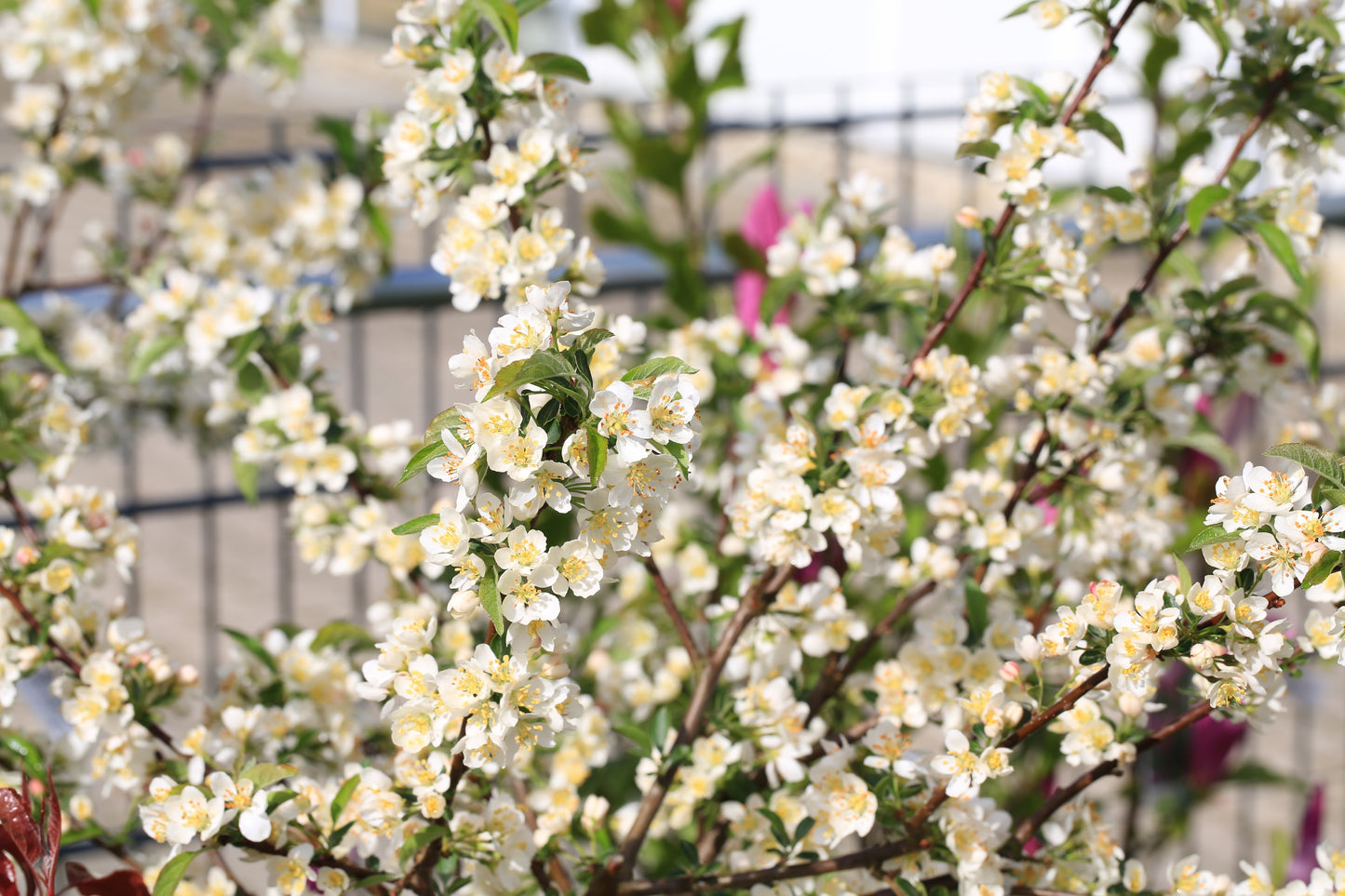 30 Sargent CRAB APPLE Shrub Hummingbird Flower White Red Malus Sargentii Seeds