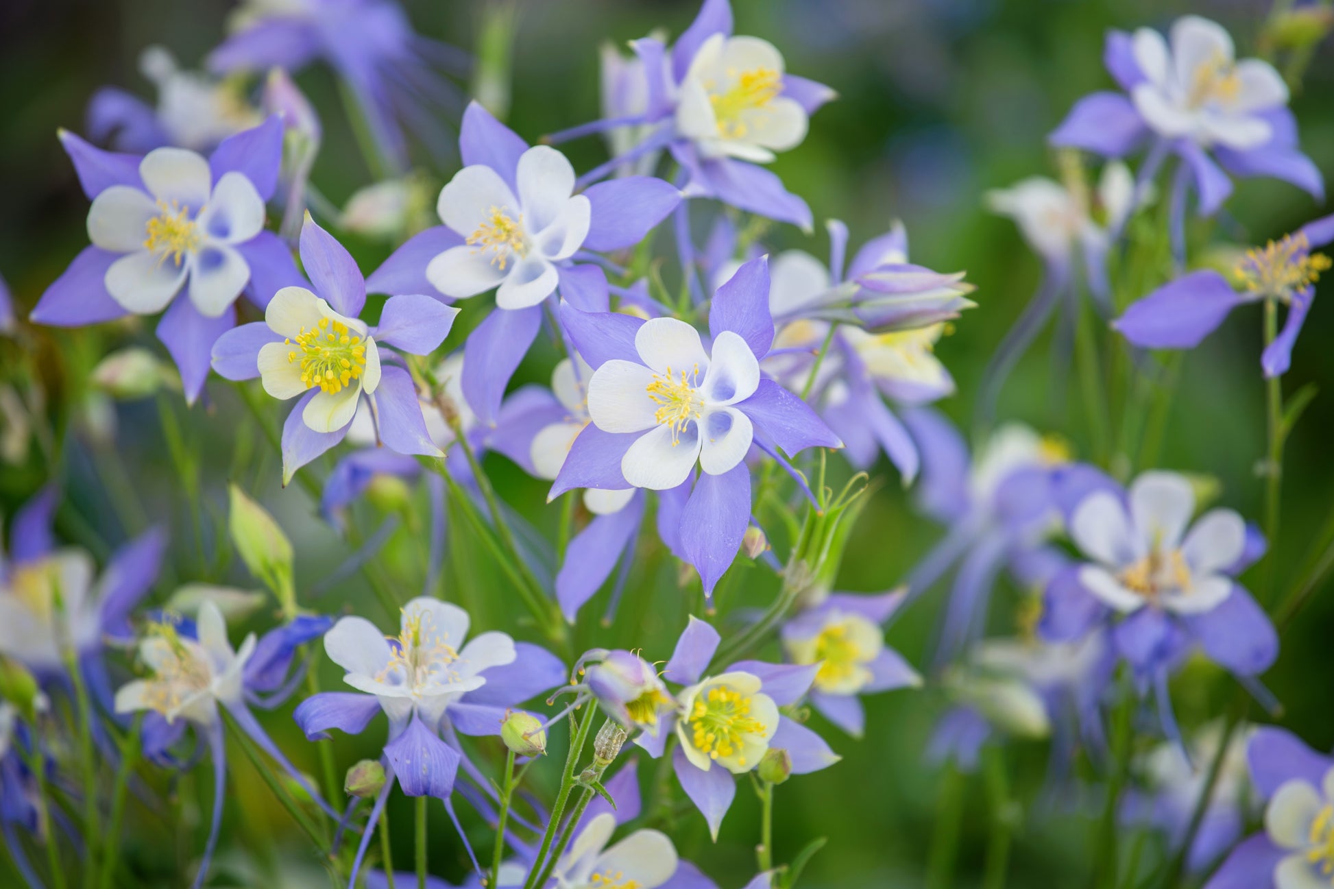 colorado columbine flower seeds 50 Blue ROCKY MOUNTAIN COLUMBINE Aquilegia Caerulea Flower Seeds