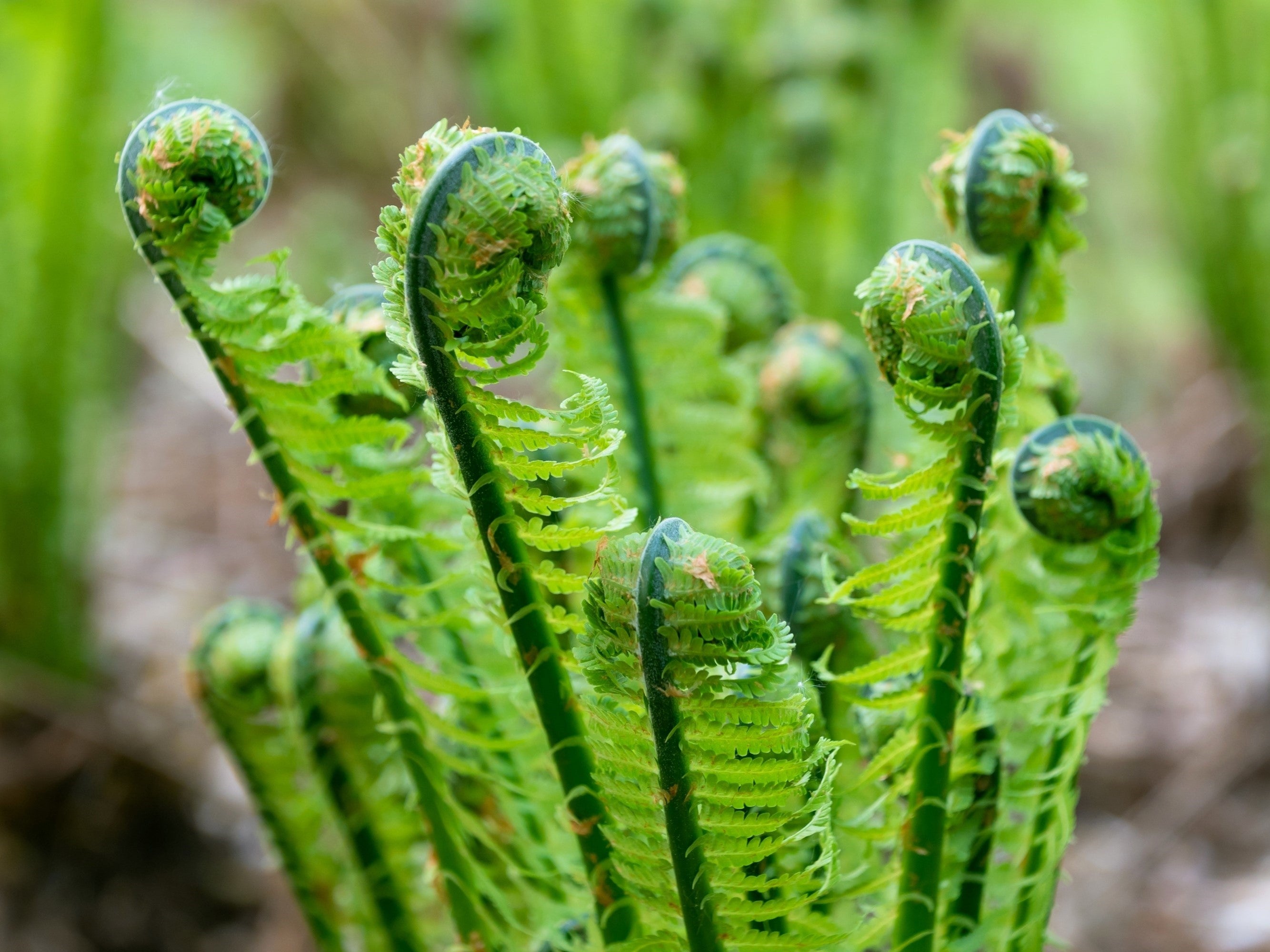 1000 + SENSITIVE FERN Onoclea Sensibilis aka Bead or Sympathy Fern