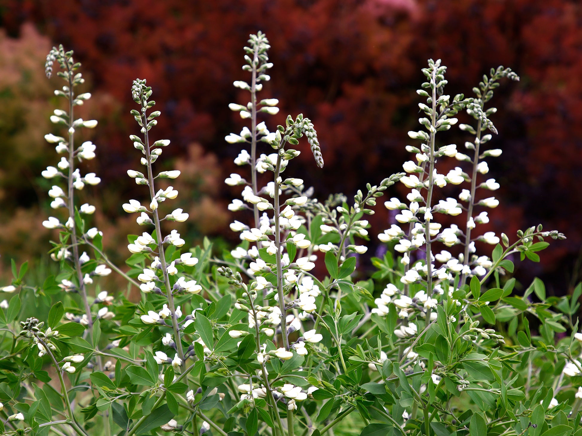 baptista flower seeds 50 WHITE WILD INDIGO Baptisia Alba Usa Native Pollinator Flower Seeds
