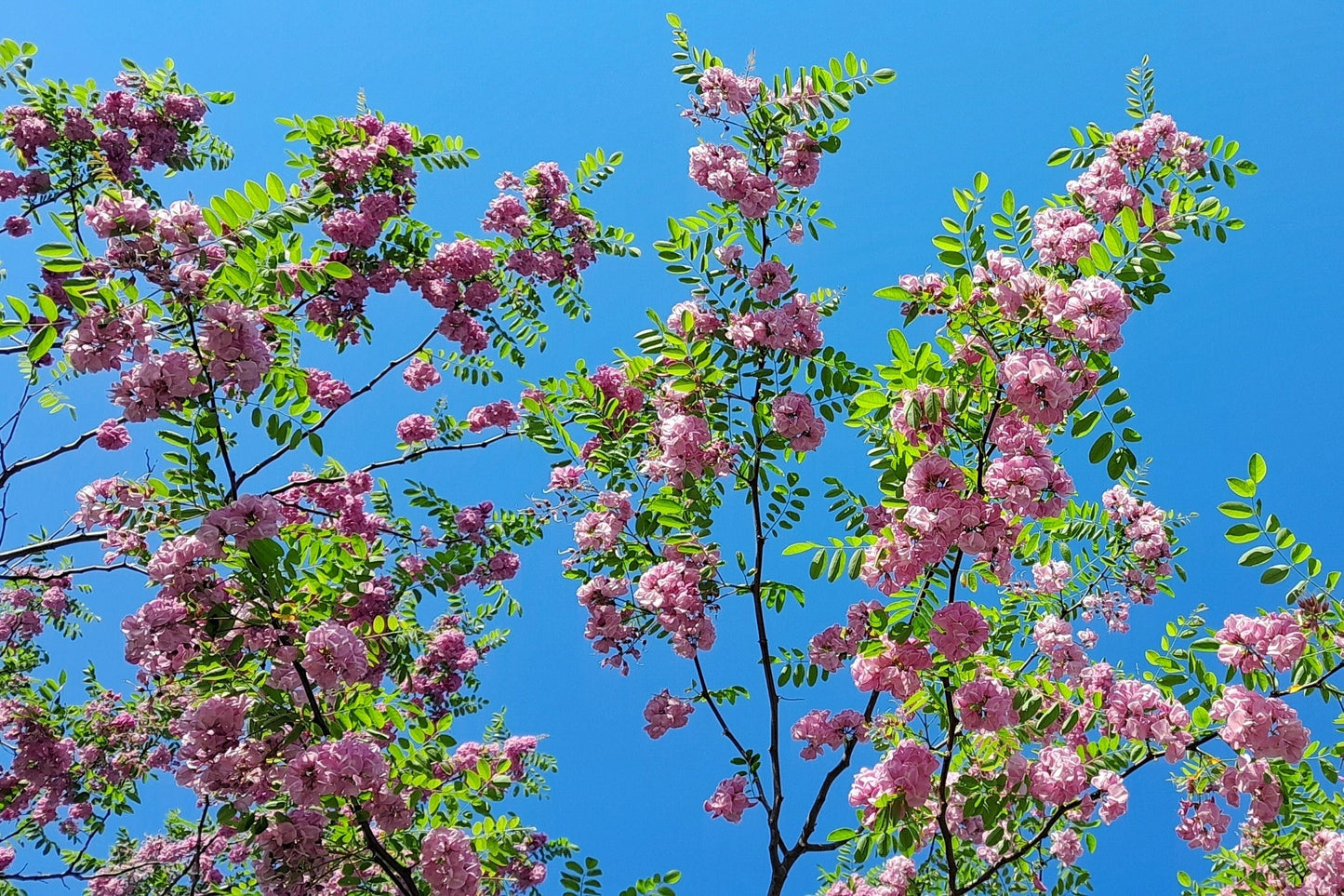 15 ROSE LOCUST / Pink ACACIA Flower Robinia Hispida Fertilis Tree Shrub Seeds