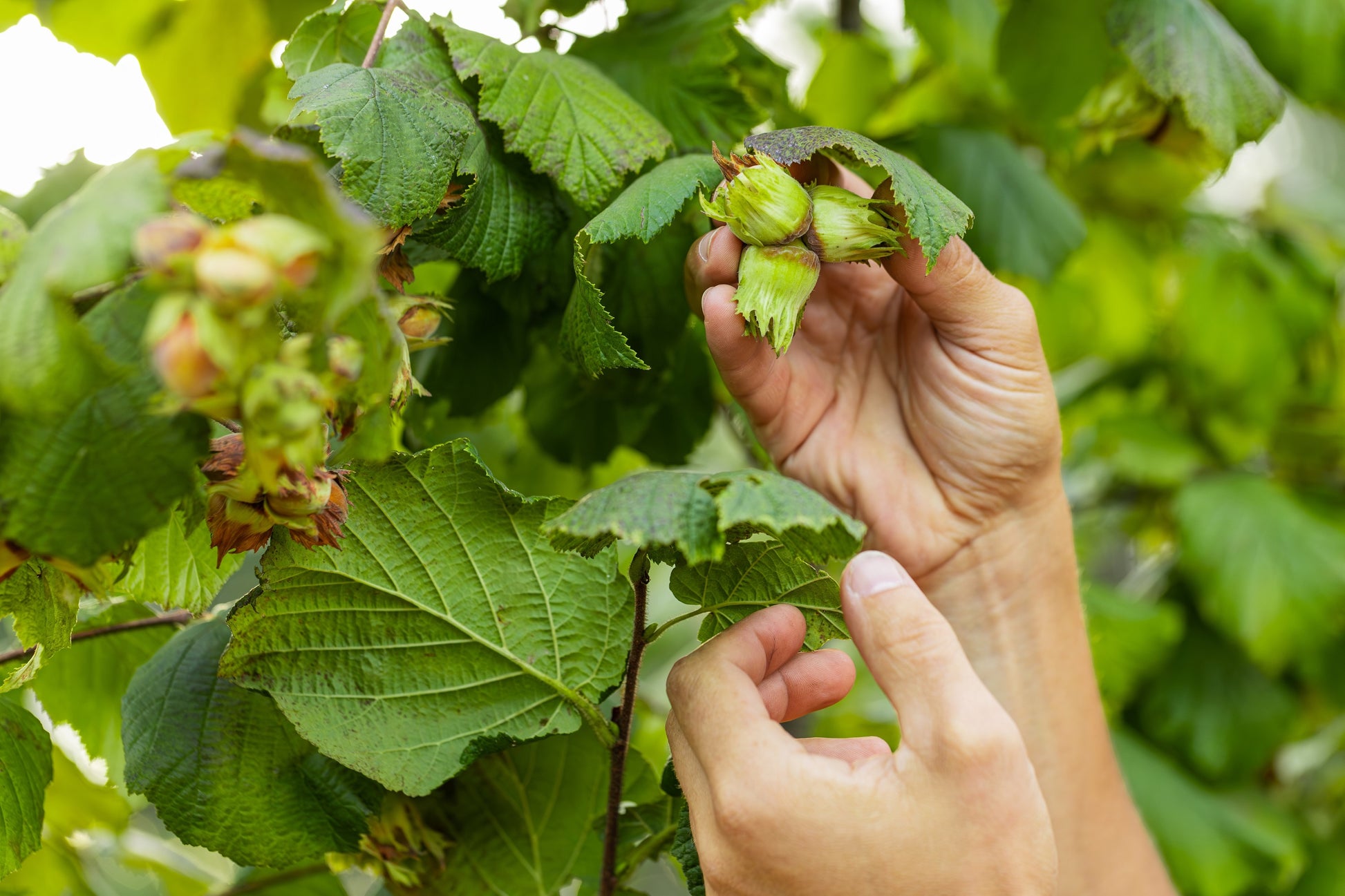 plant hazelnut tree from seed 5 AMERICAN HAZELNUT TREE aka Filbert Corylus Americana Fruit Nut Seeds