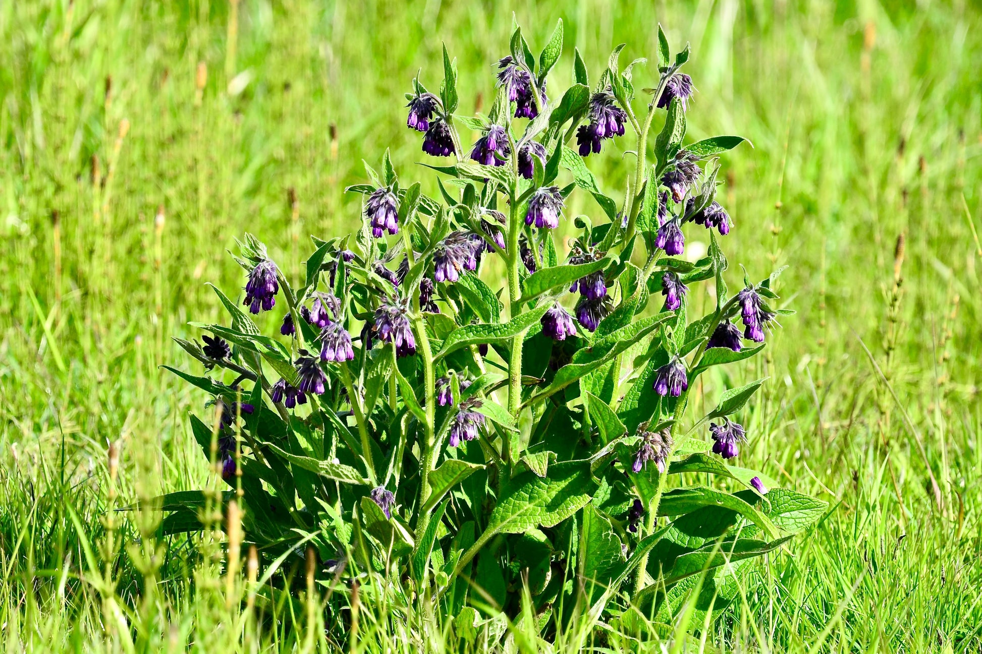 comfrey seeds or plants 10 TRUE COMFREY Comphrey Symphytum Officinale Herb Seeds Purple Flower – Seedville USA