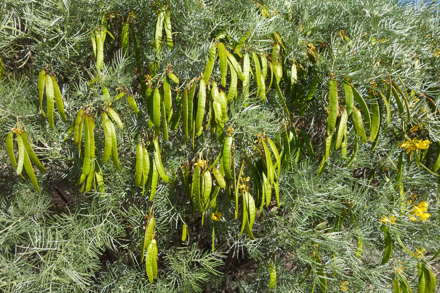 50 Yellow FEATHERY CASSIA Green Senna Artemisioides Seeds