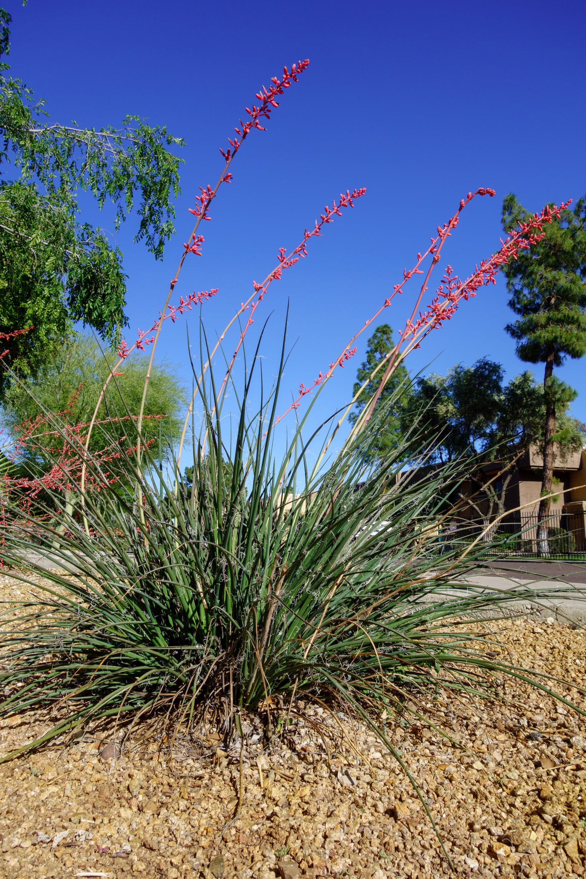 red yucca succulent 1000 Bulk RED YUCCA Hesperaloe Parviflora Hummingbird Coral Yucca Flower Seeds