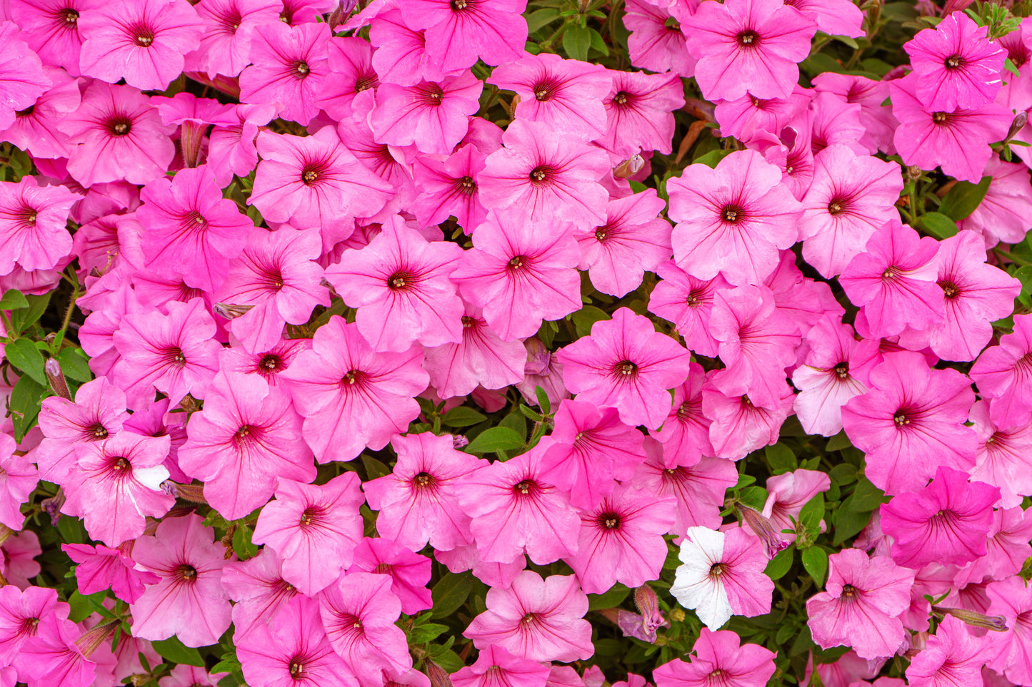 100 PINK PETUNIA Hybrida Pollinator Garden Container Flower Seeds