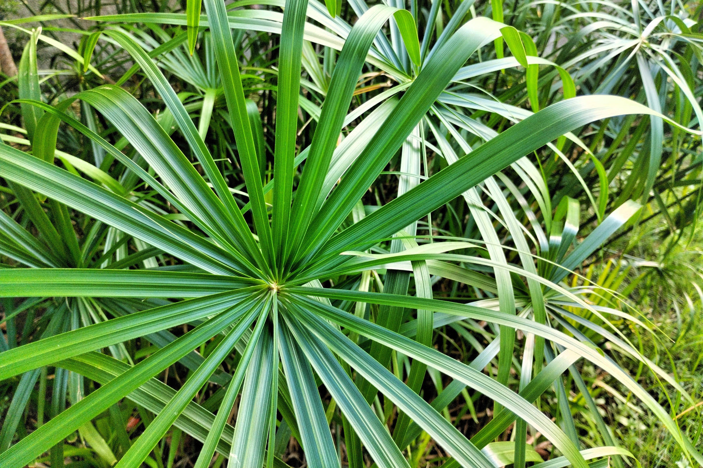 50 UMBRELLA PLANT CYPERUS Alternifolius Papyrus Grass Umbrella Palm Flower Seeds